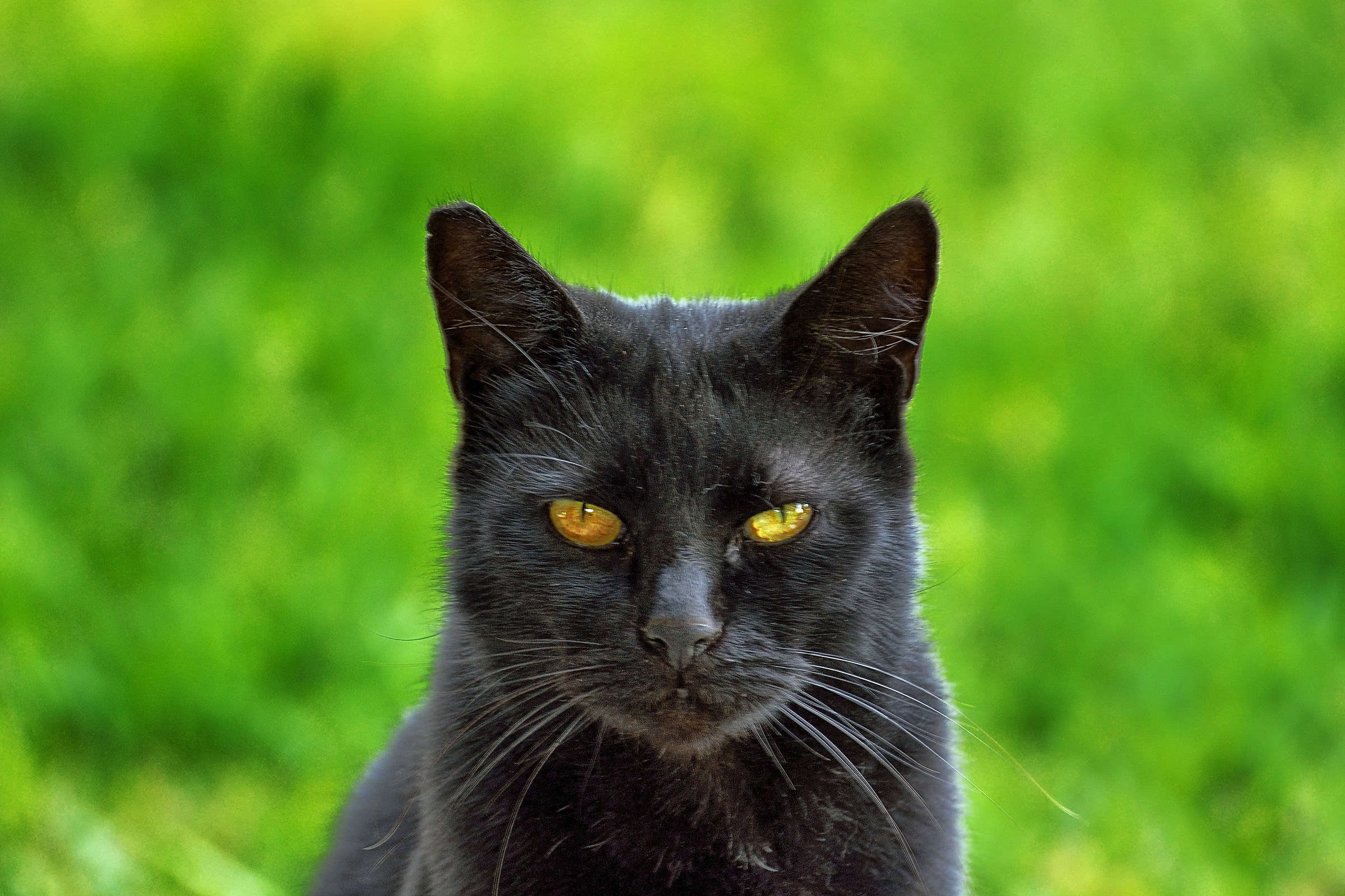 a panther in my garden
