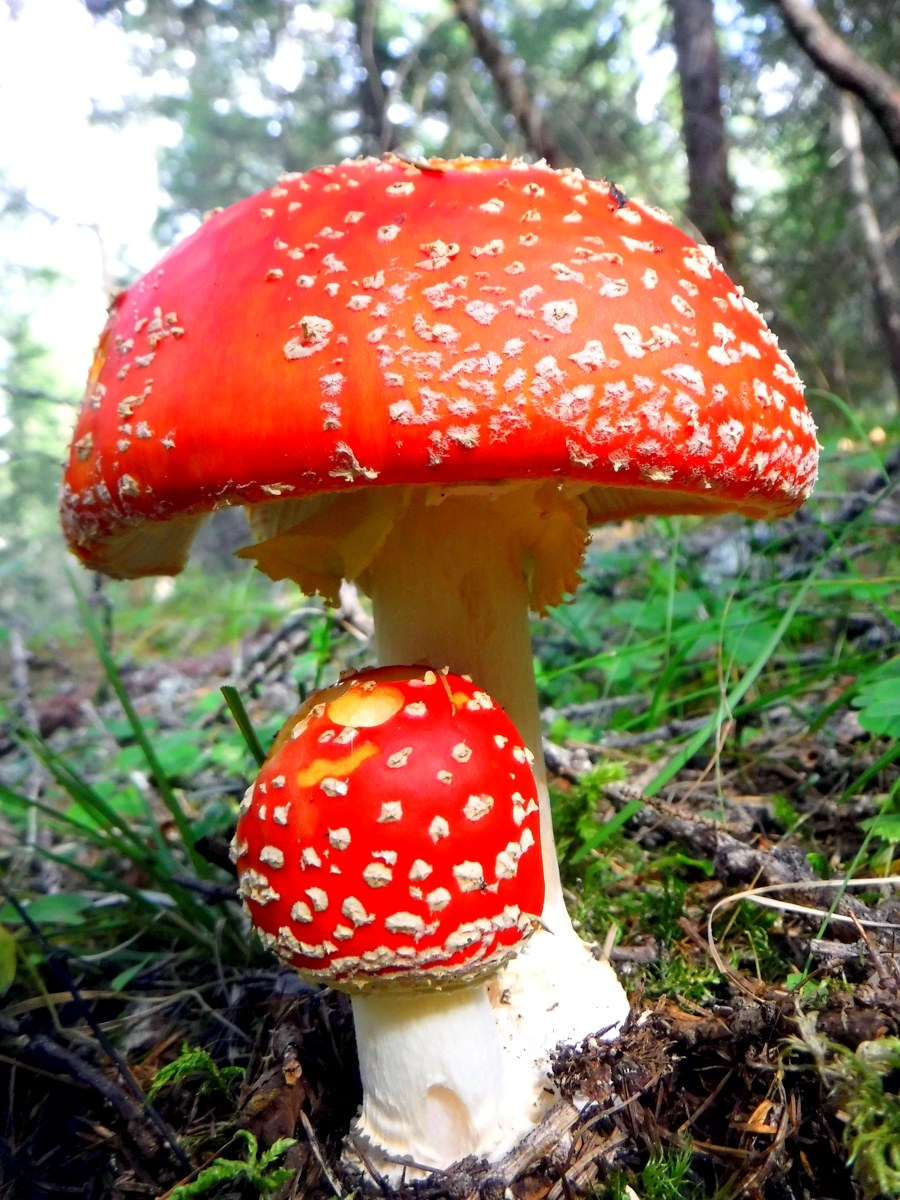 amanita muscaria protective