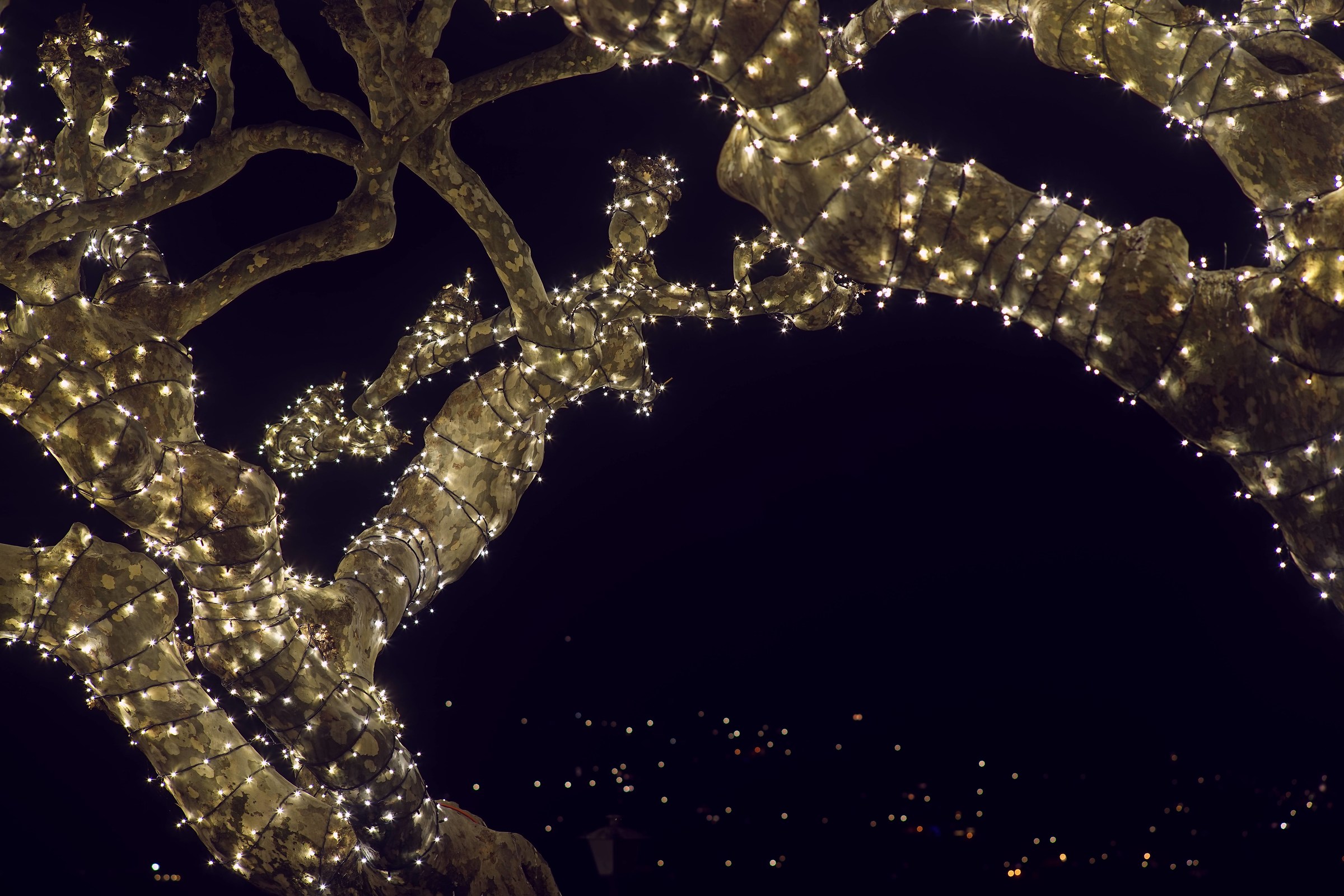 Ascona by night / Christmas decorations