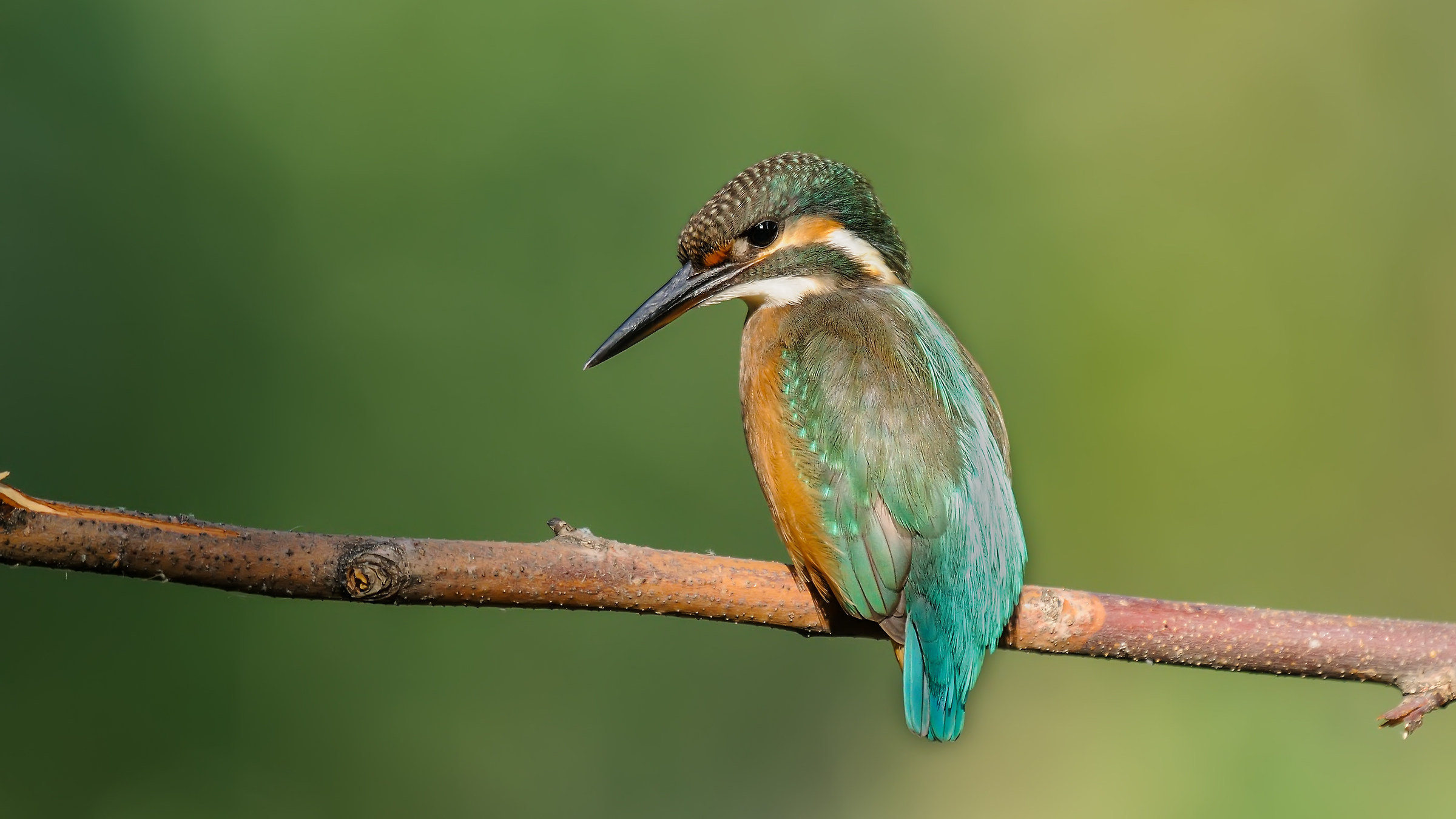 Kingfisher