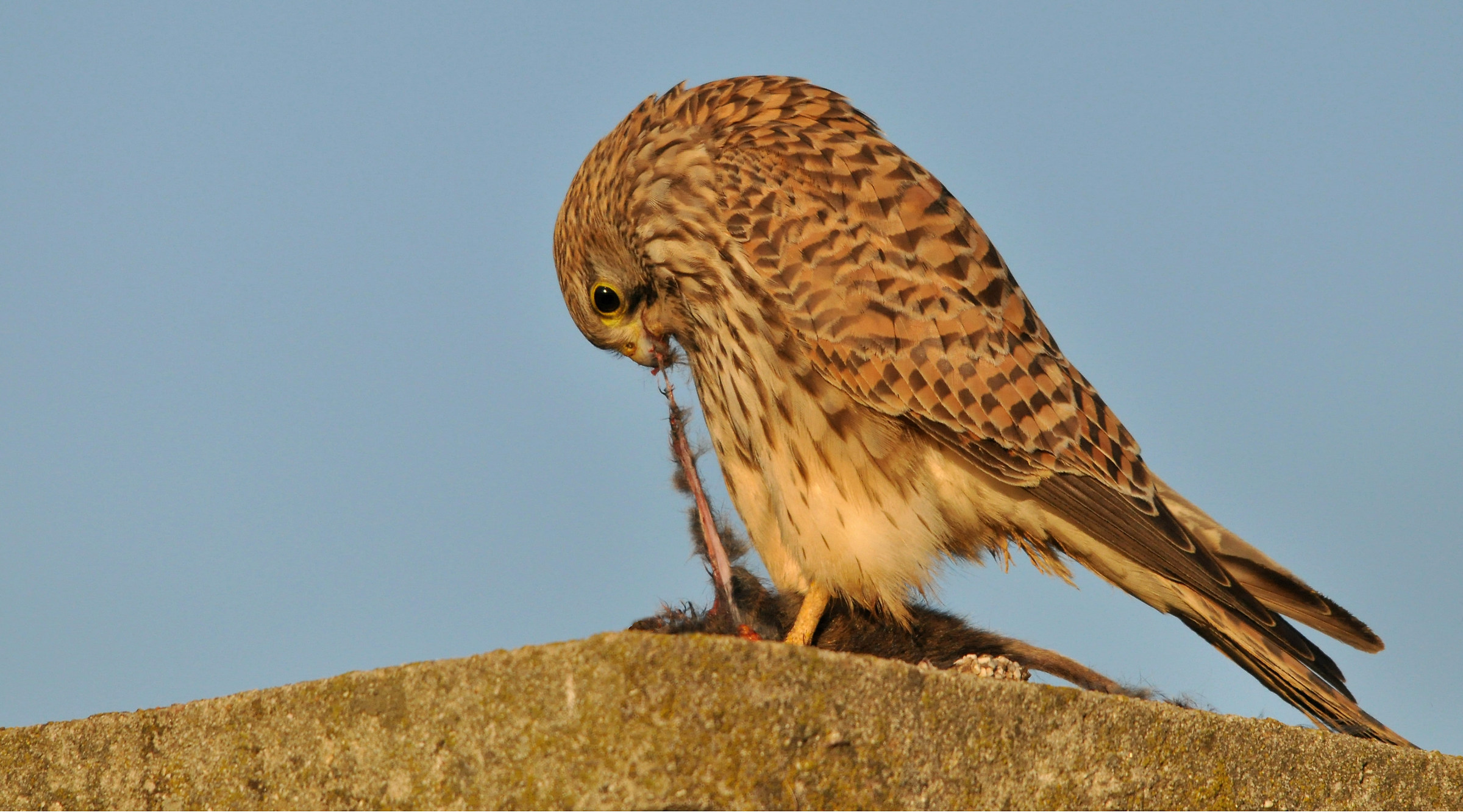 Ultimo pasto prima della fredda notte...