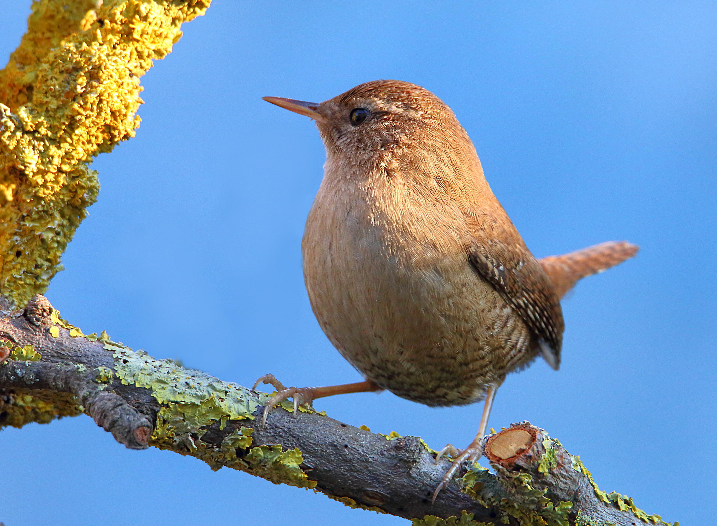 Wren