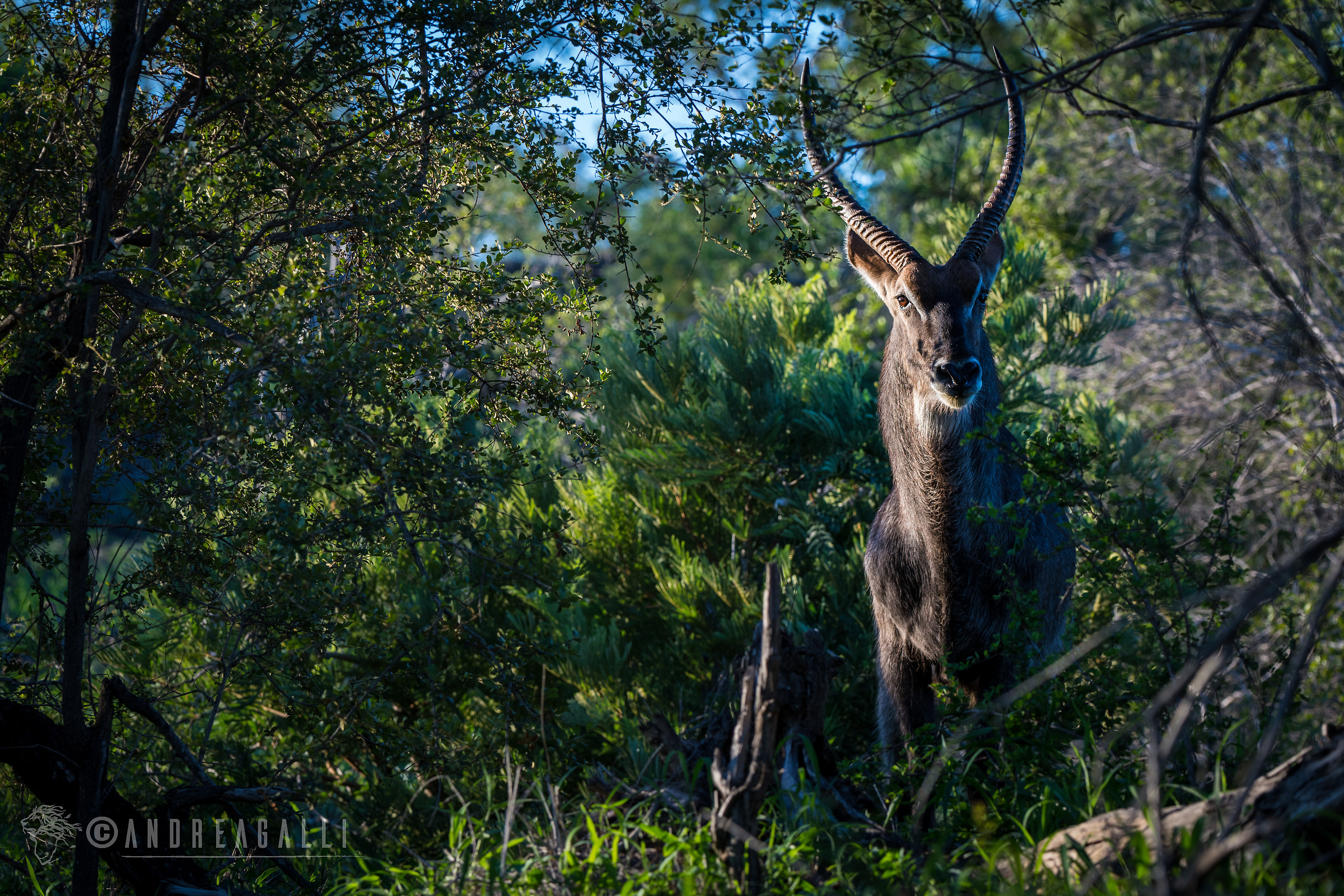waterbuck
