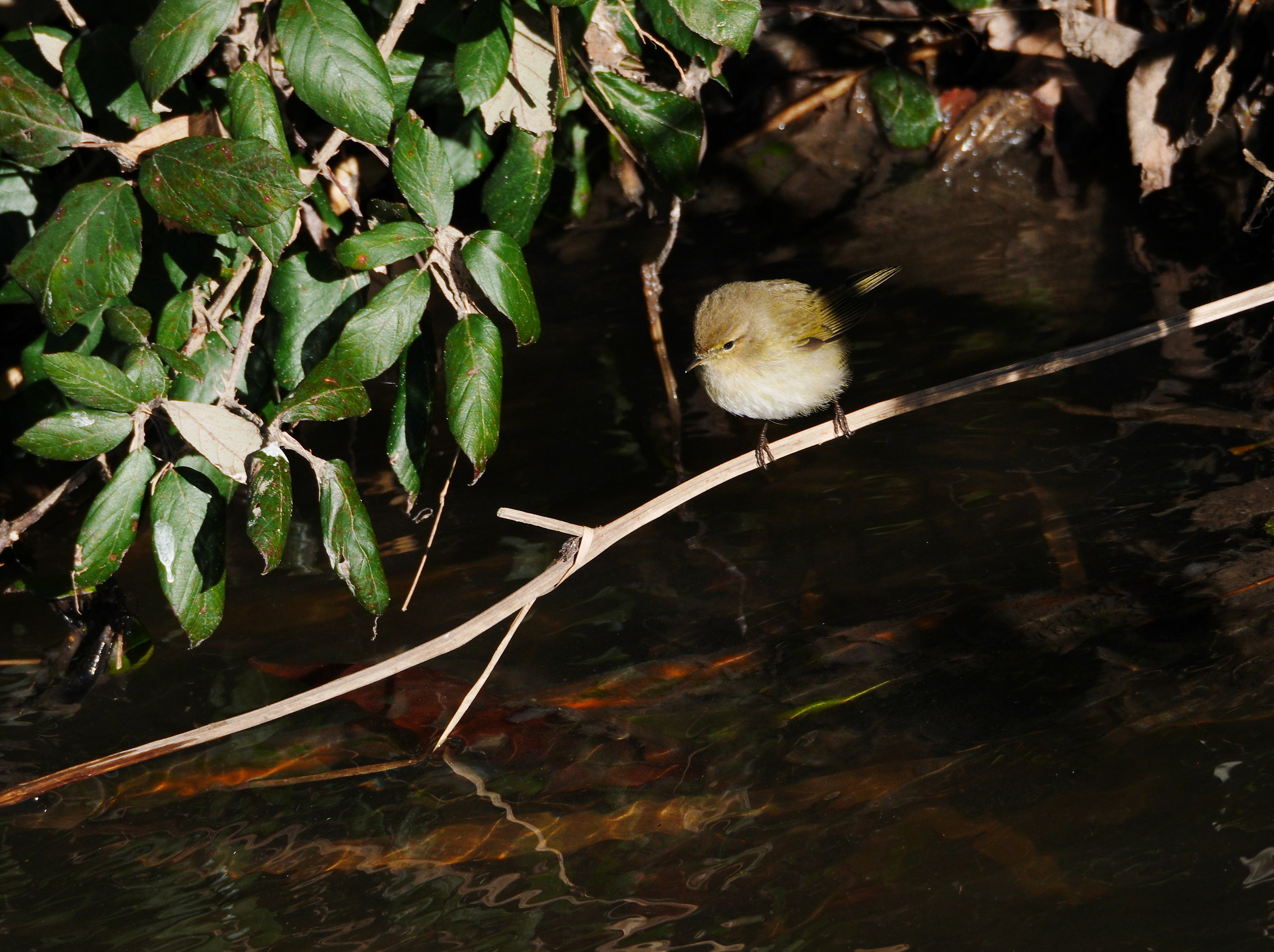 Greenish Warbler (?) Of the Caffarella Park