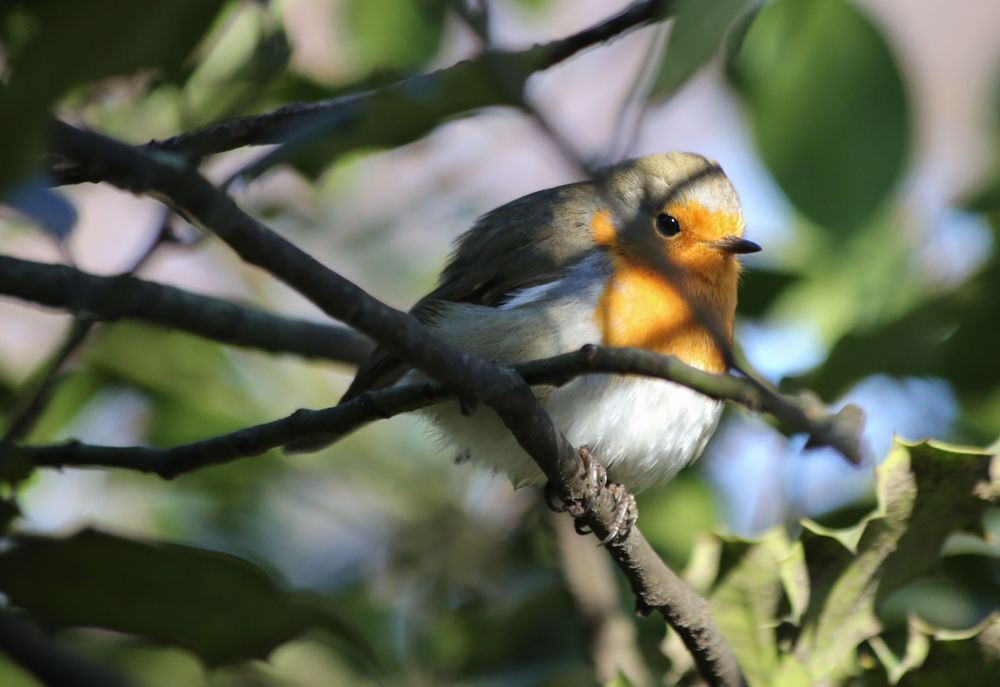 Robin watched me while I took