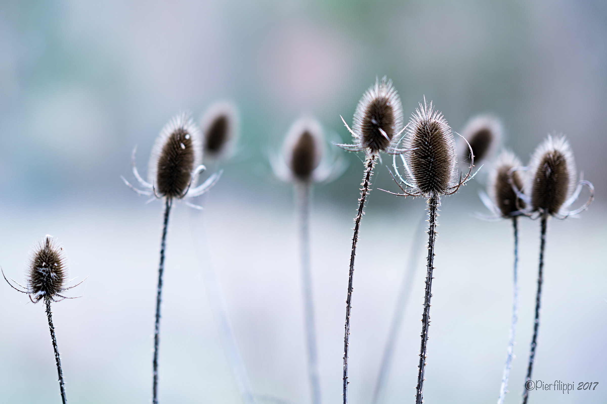 Waiting for spring...