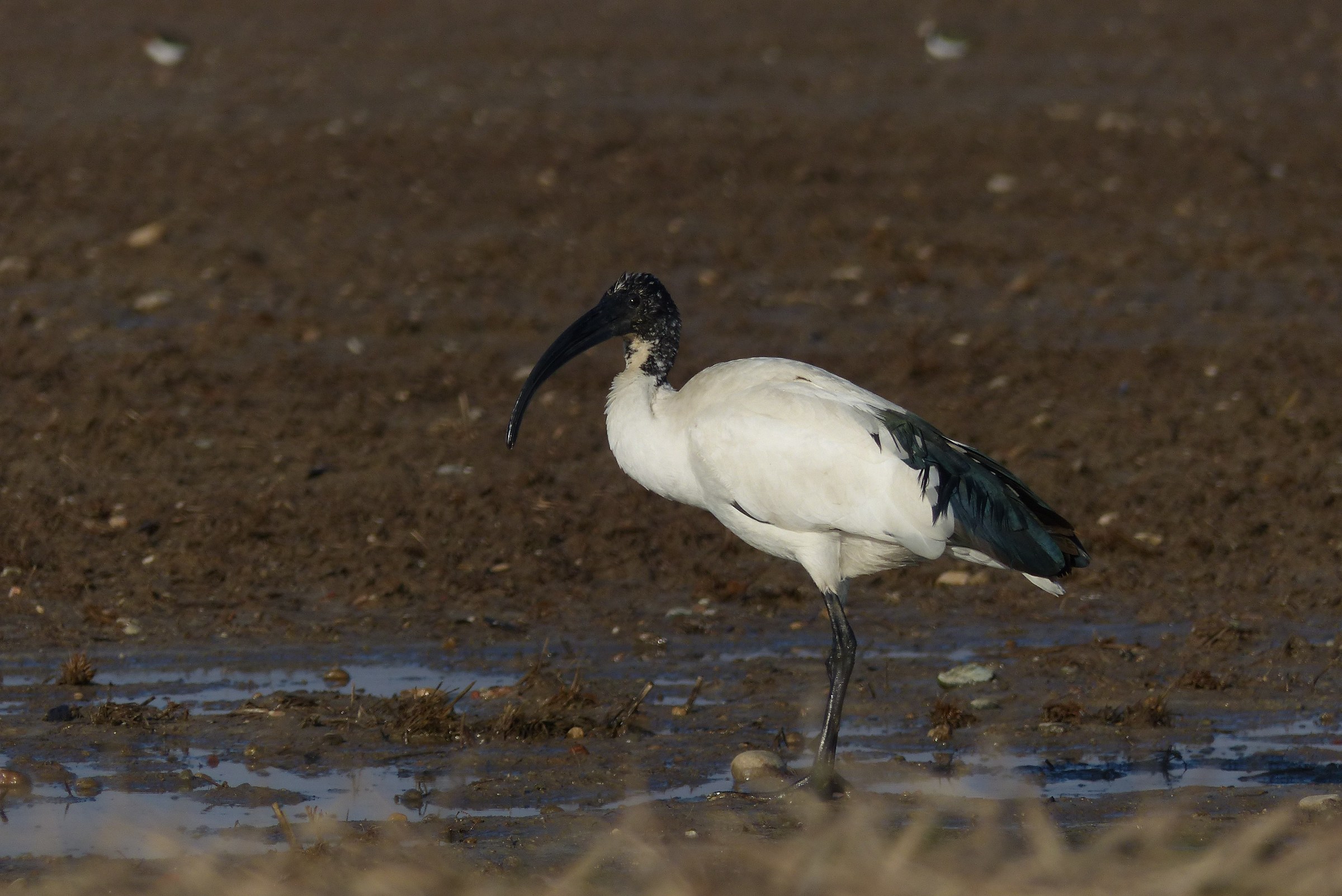 Sacred Ibis walking in the mud