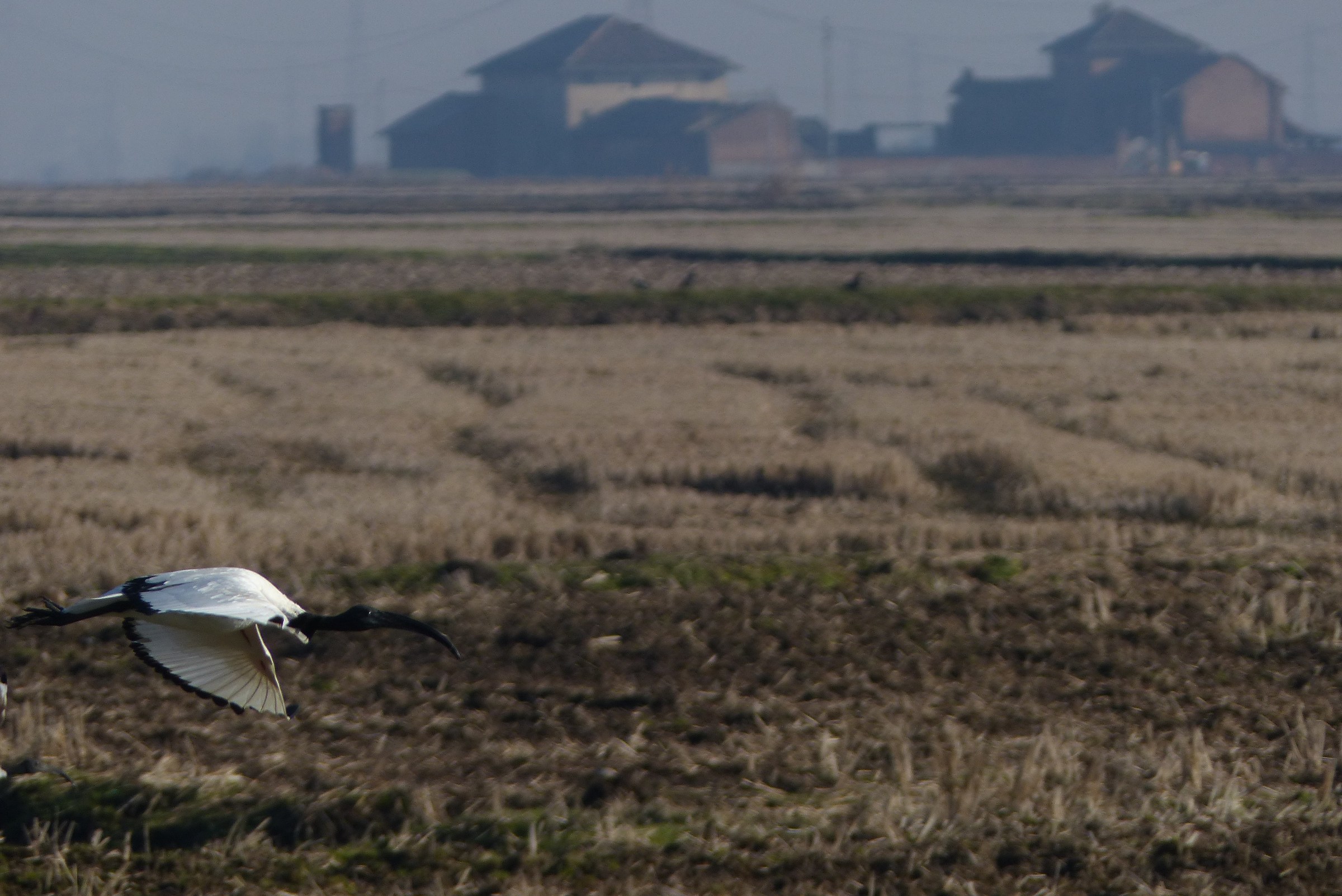 Sacred Ibis in flight