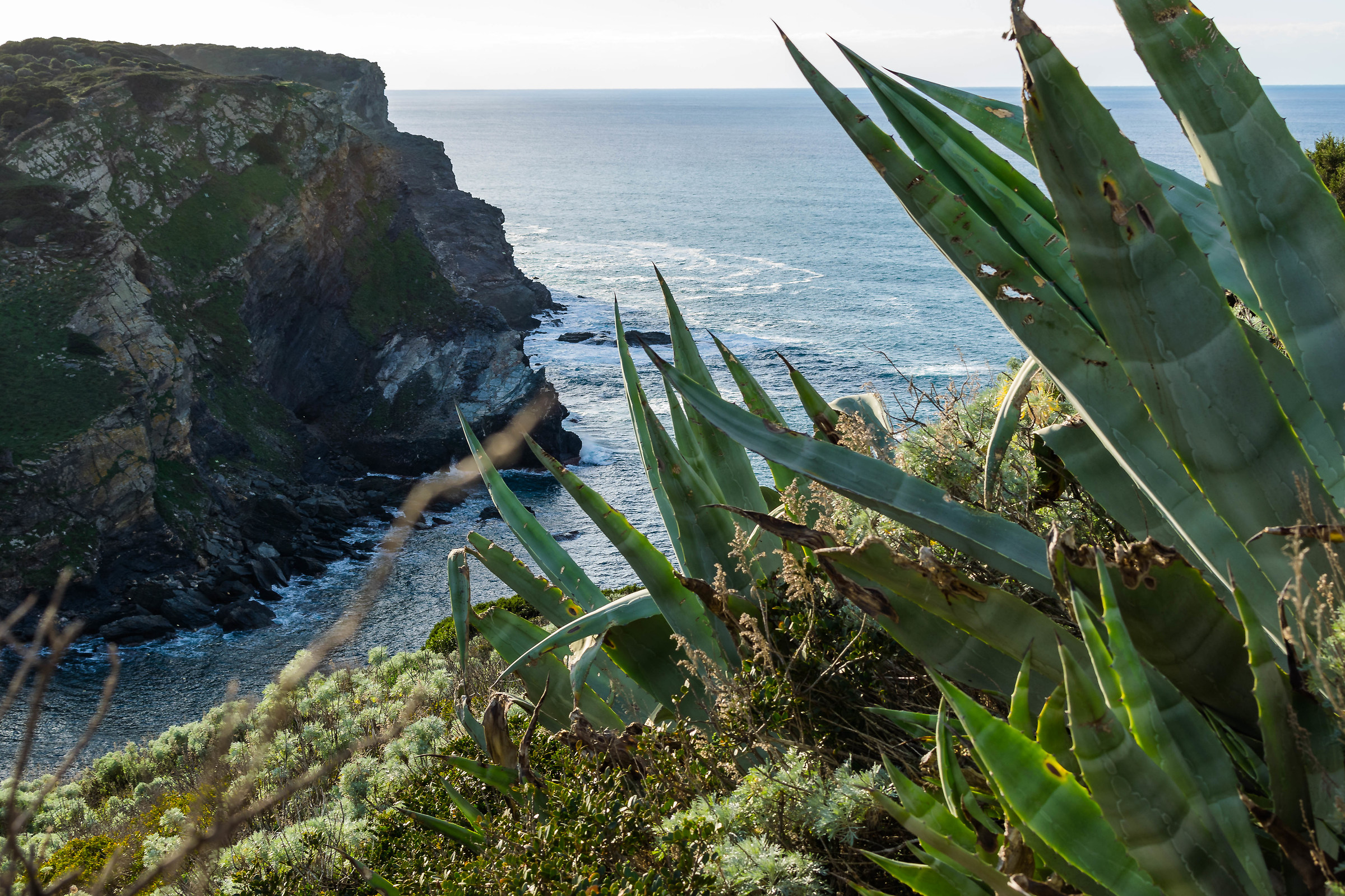sea ??between the agave