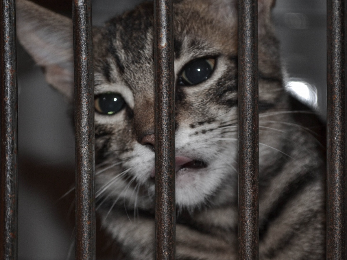 gatto triste in gabbia
