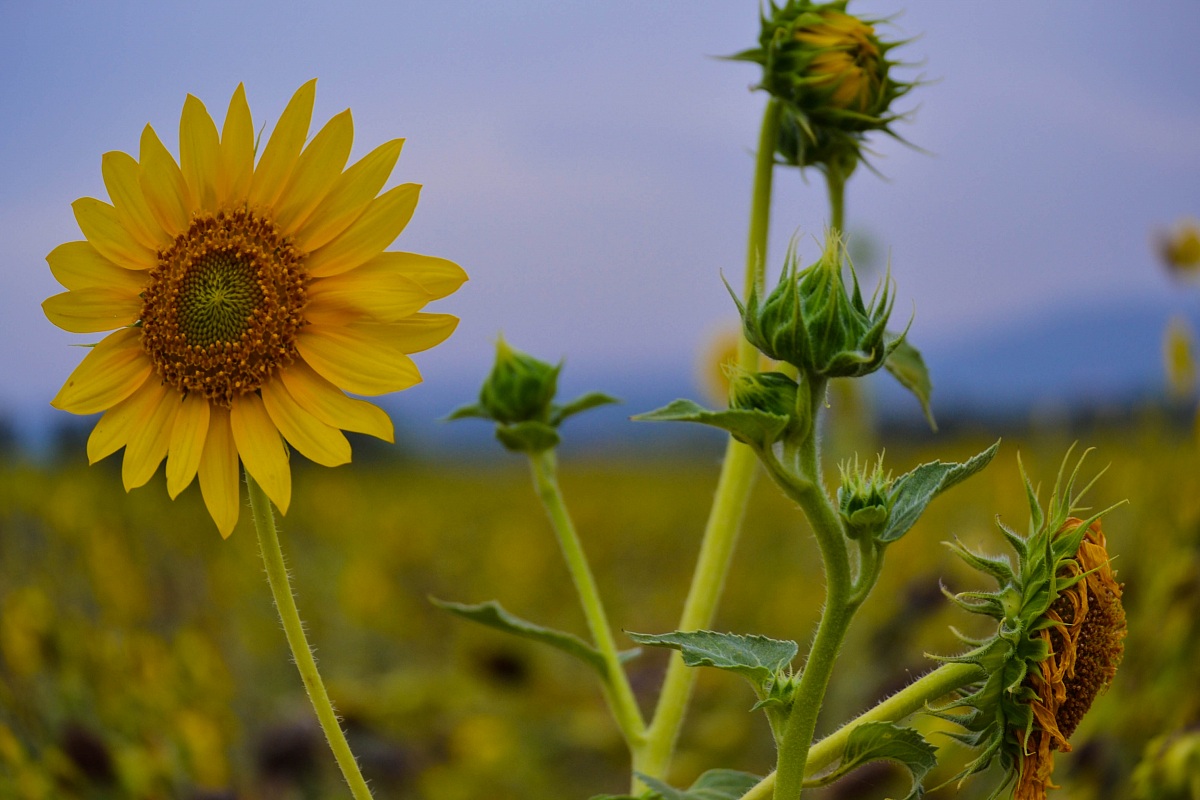 sunflower