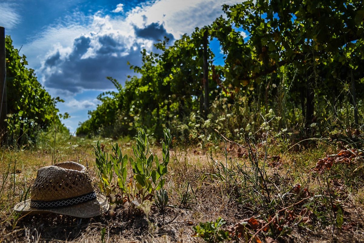 capello di paglia perso