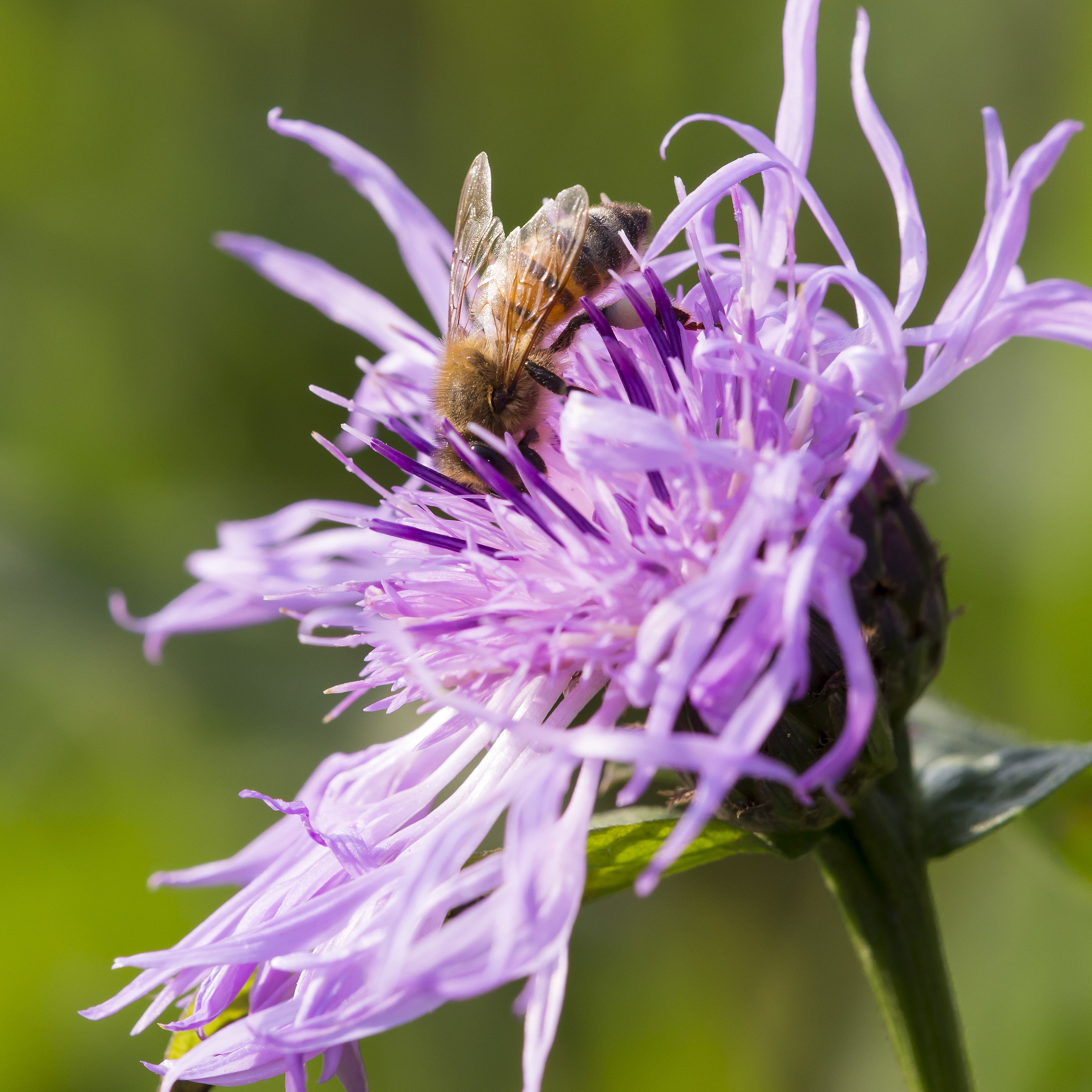 bee on flower