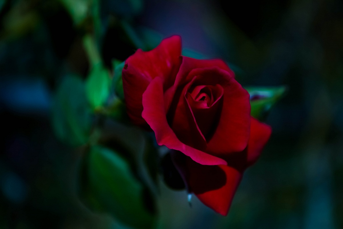 a rose..