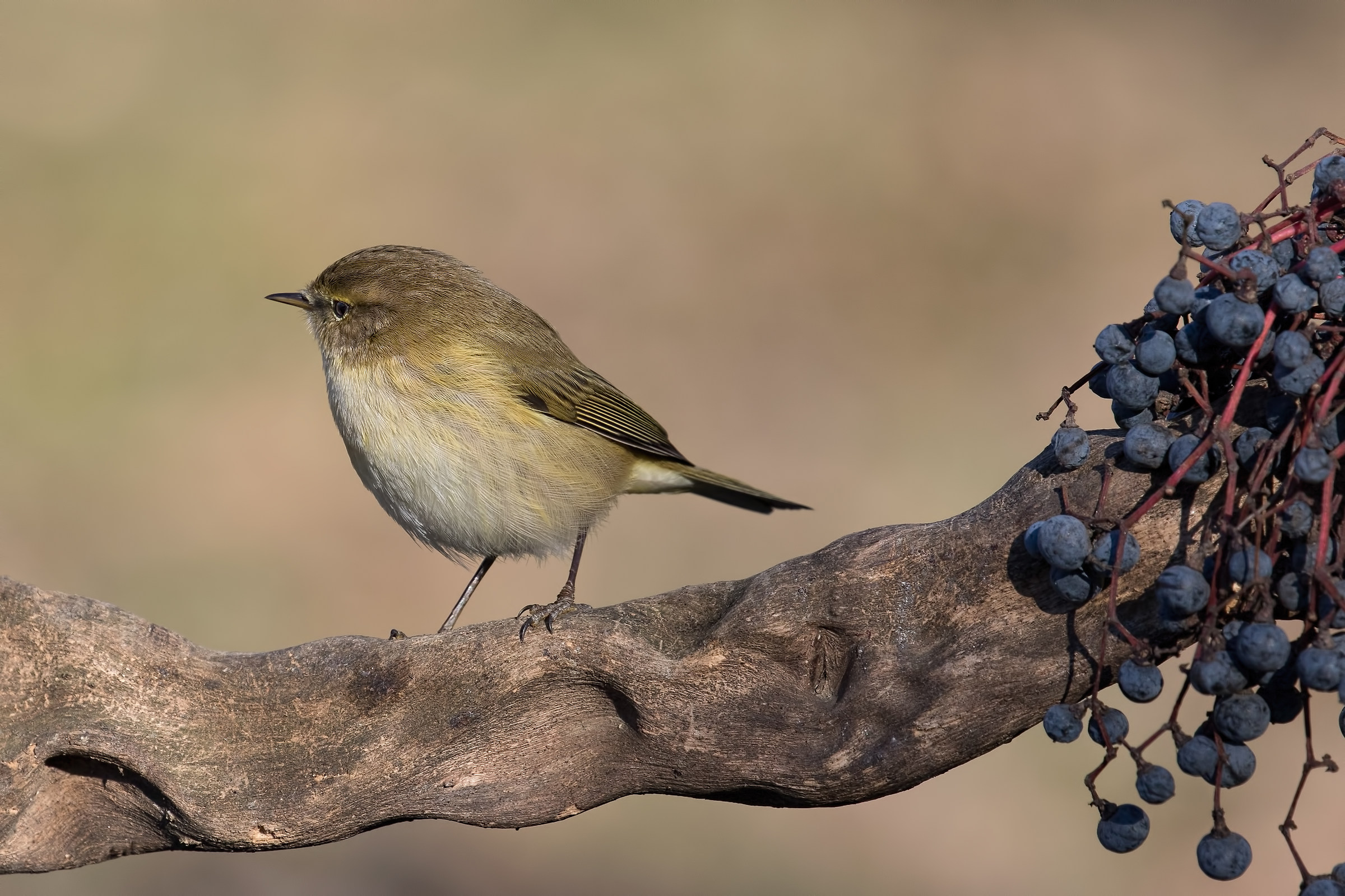 Chiffchaff (Phylloscopus collybita)