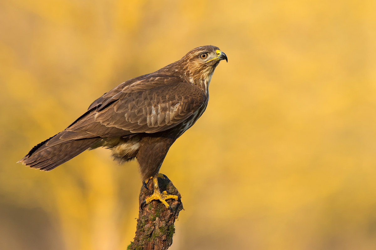Buzzard
