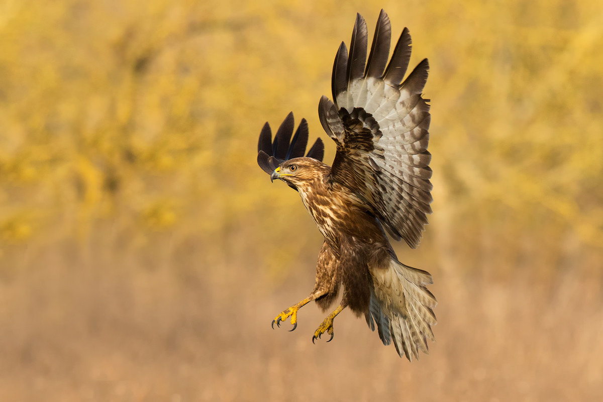 Buzzard