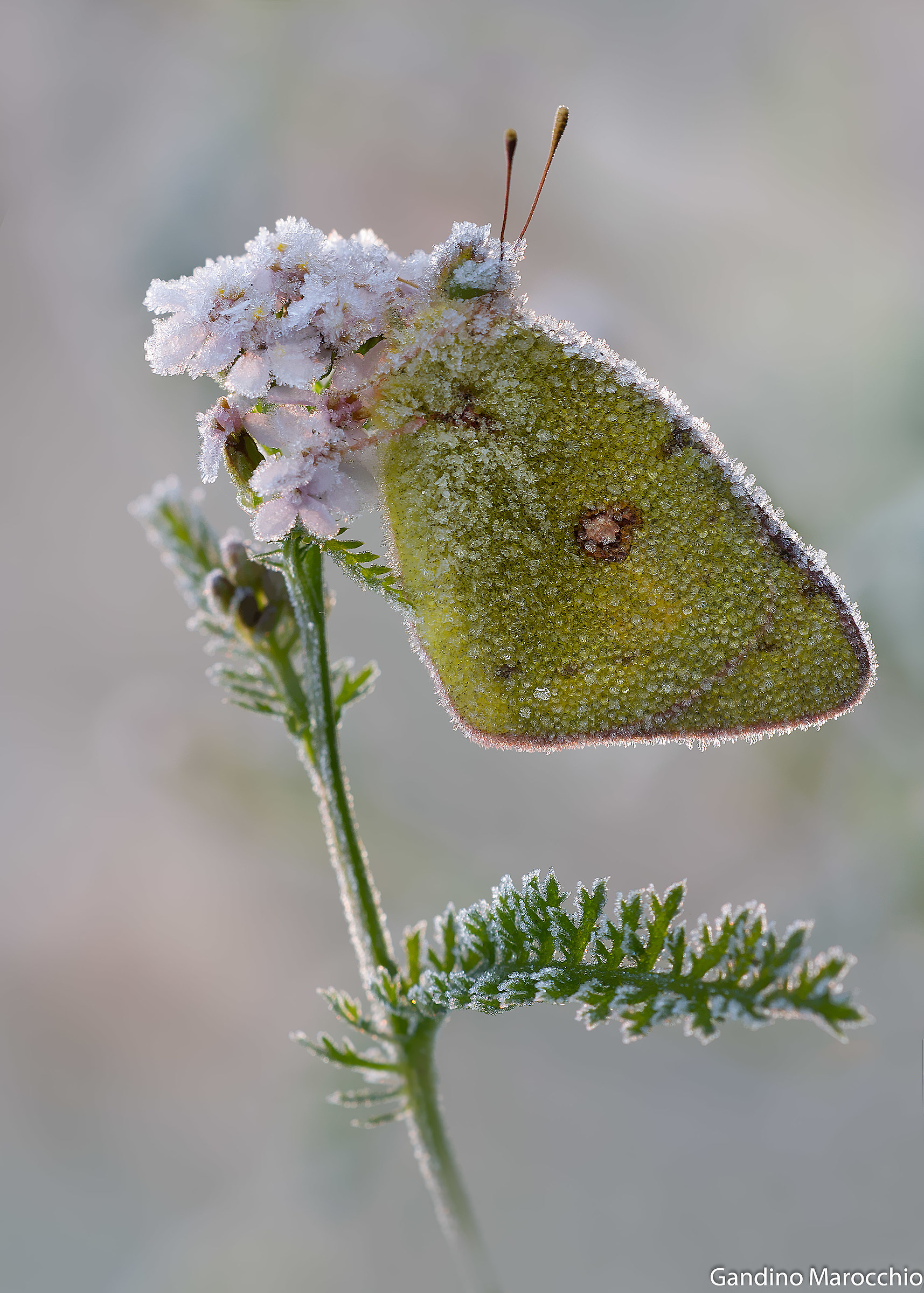 That flower mazolin ....