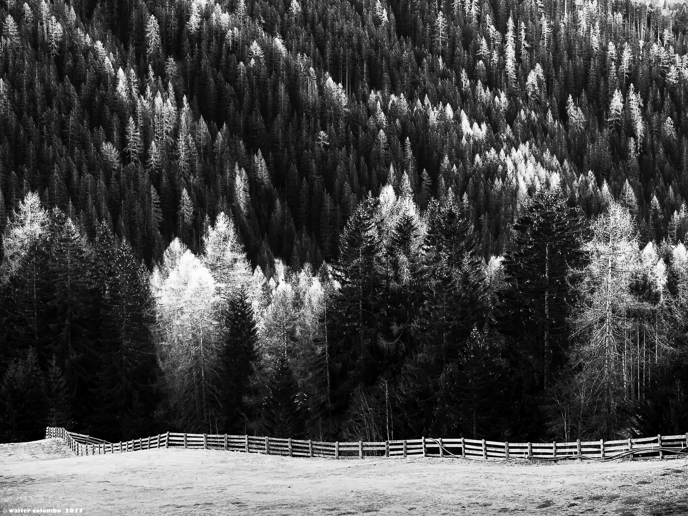 The old Wood / Edges