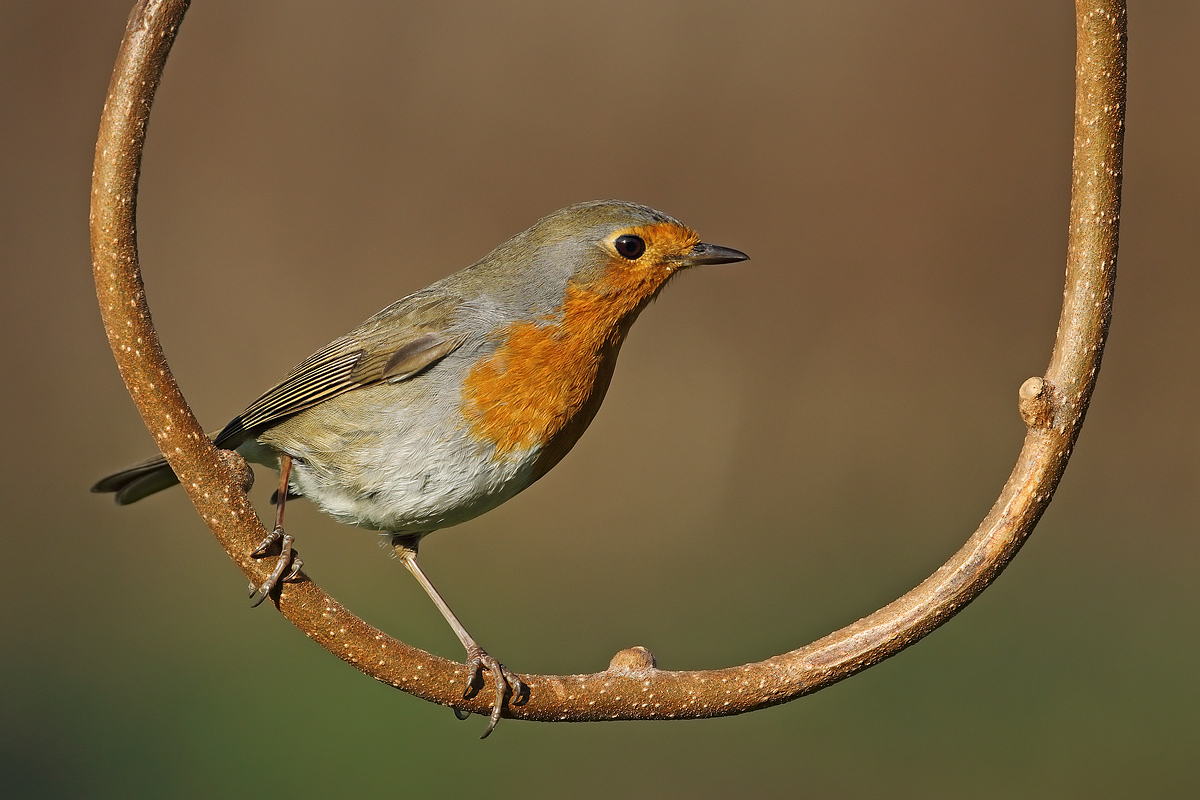 On the swing ........