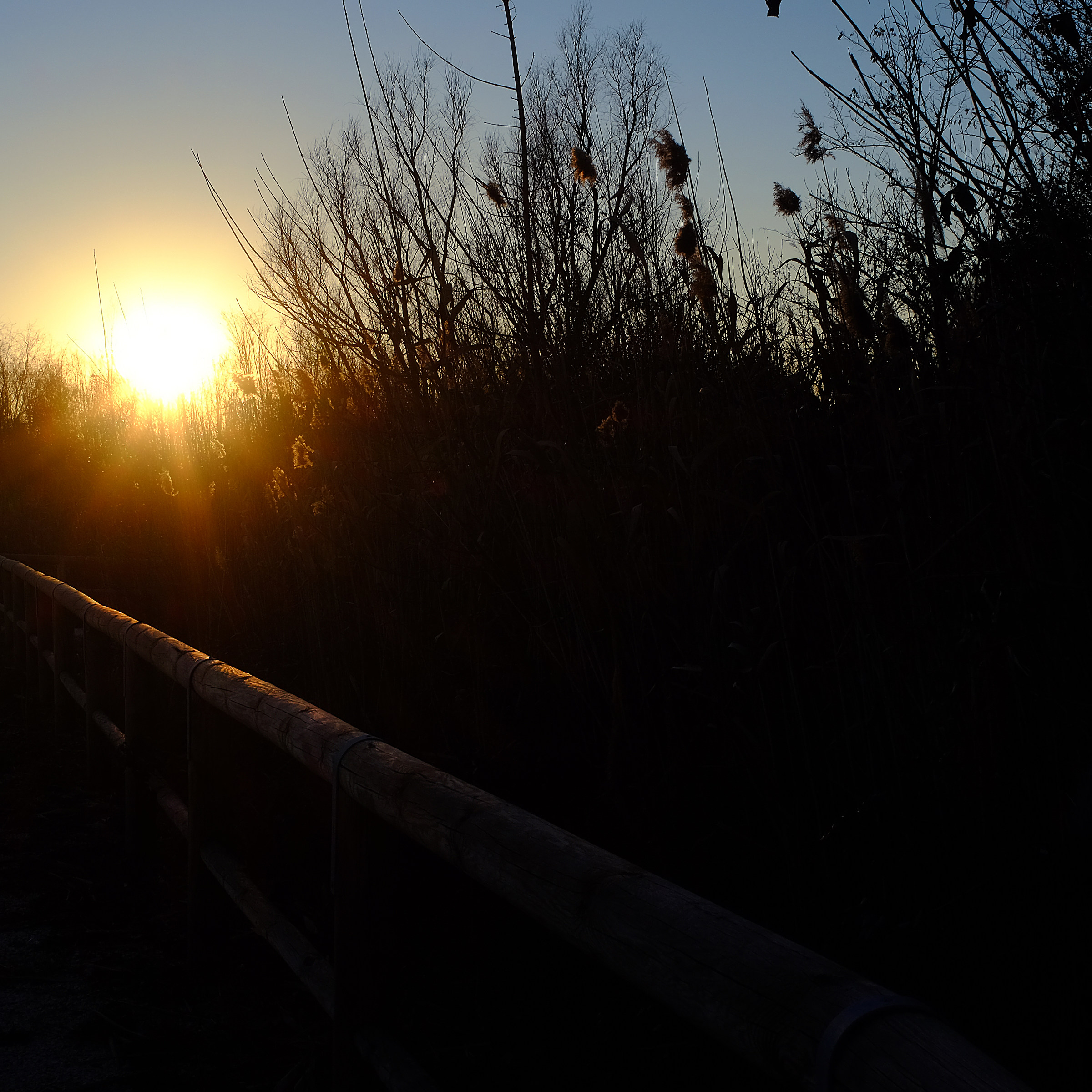 the ways of the forest mestre