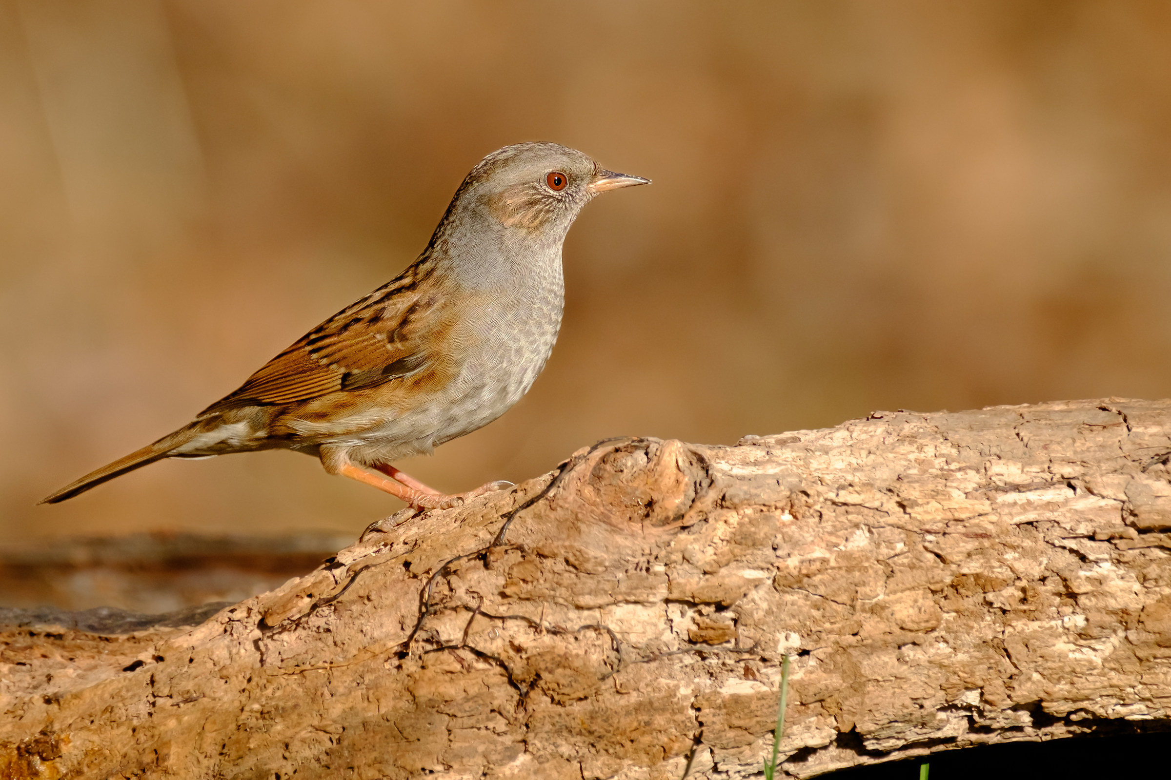 Passera Scopaiola - Prunella Modularis