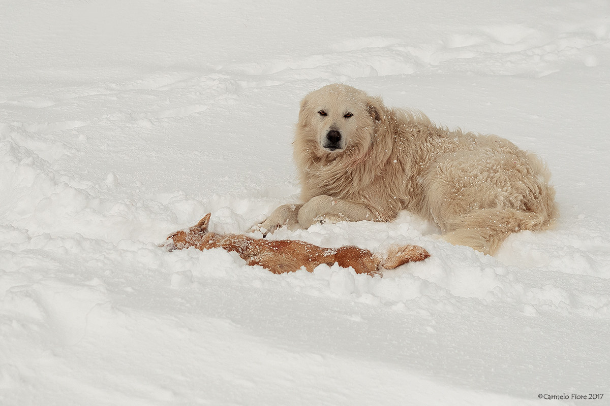 Pastore Maremmano con preda