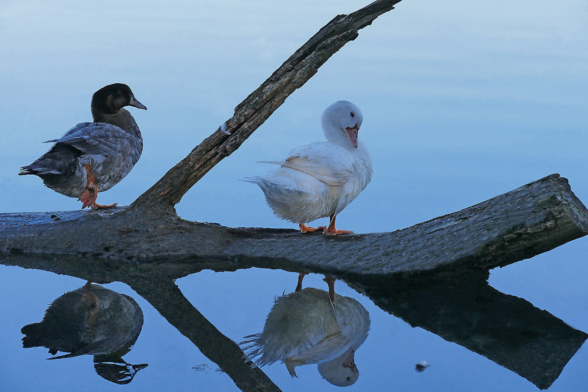 Ducks at the lake