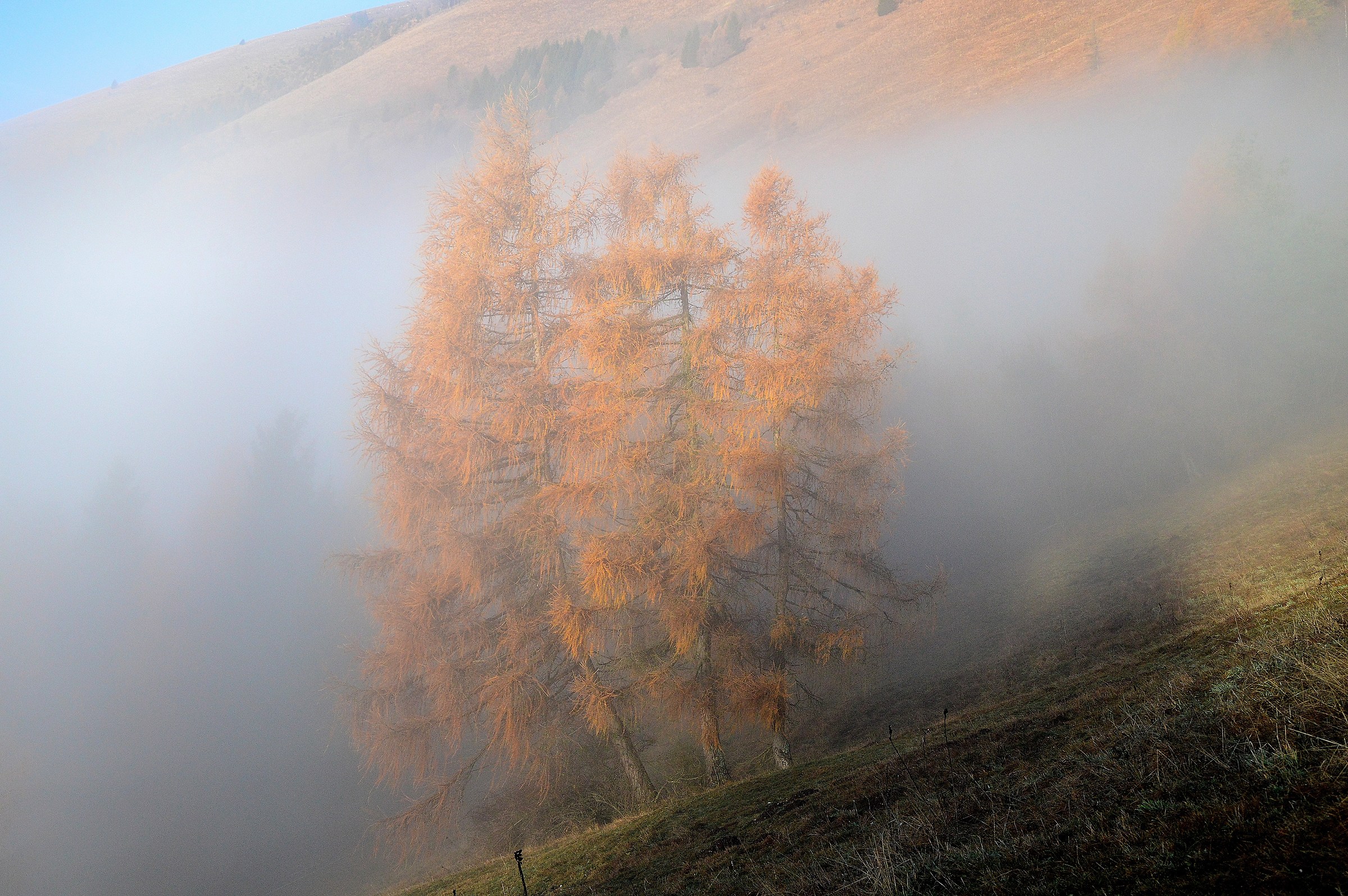 Larch trees in the fog