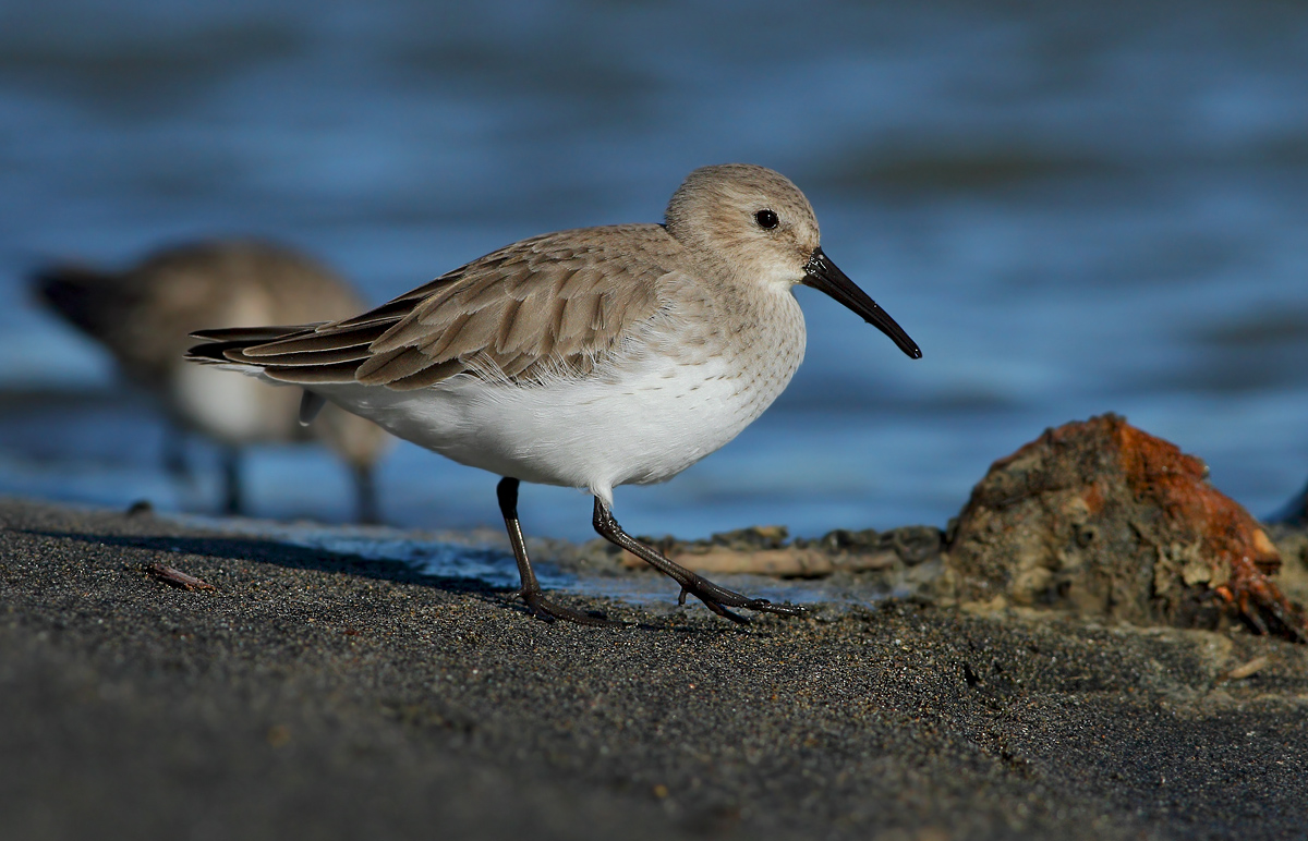 dunlin