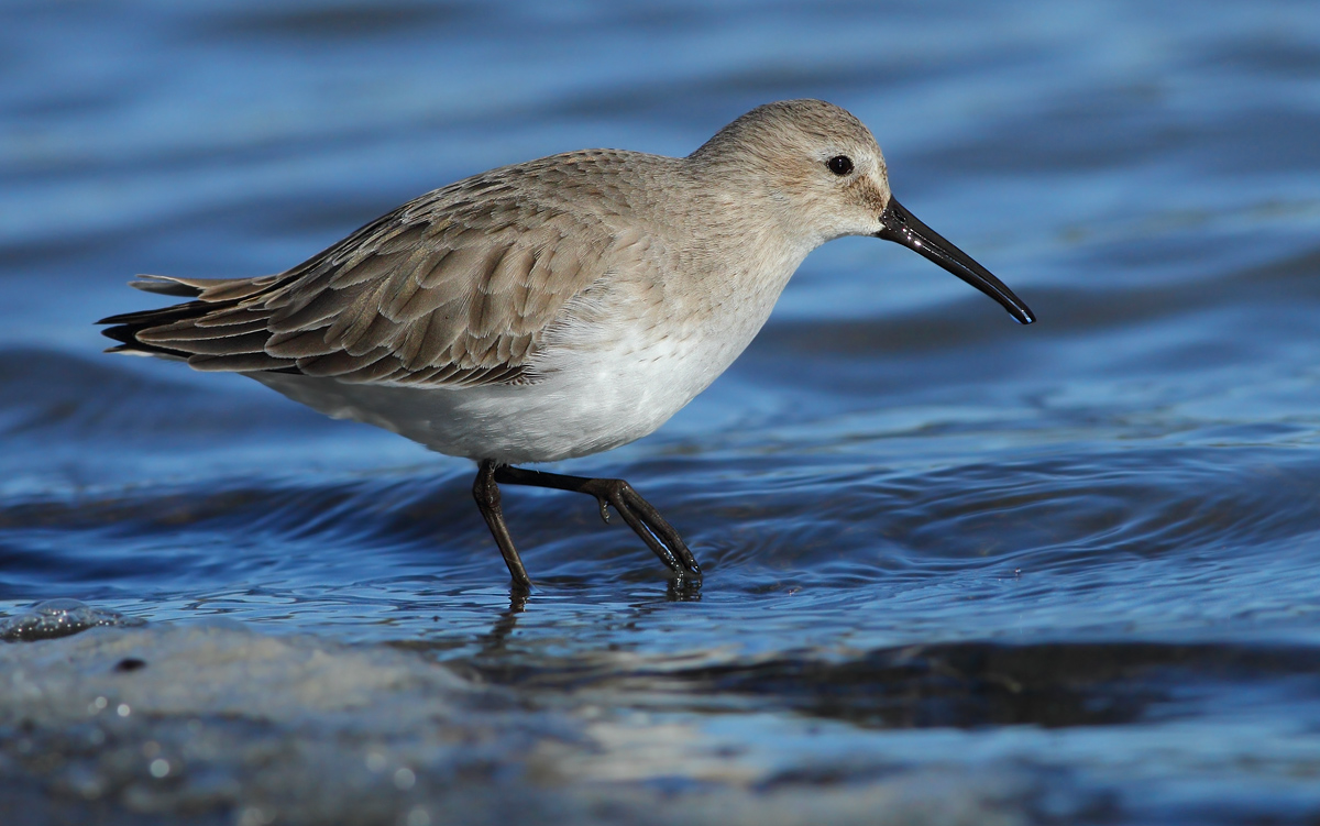 dunlin