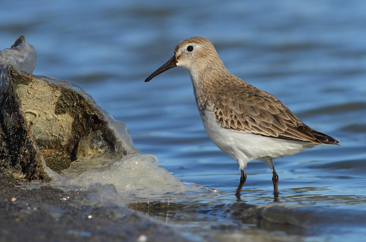 dunlin