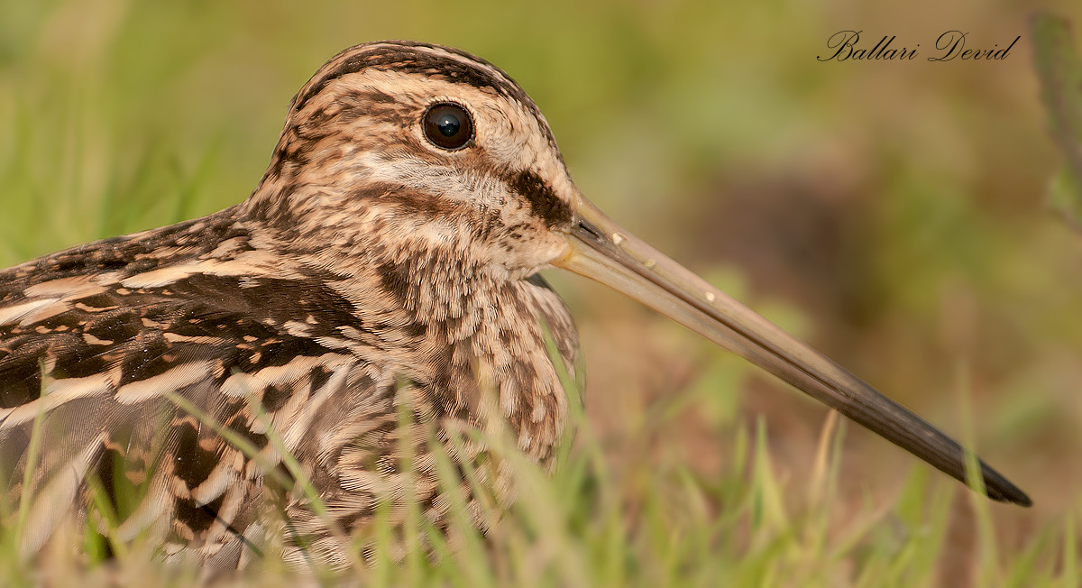 primo piano del beccaccino