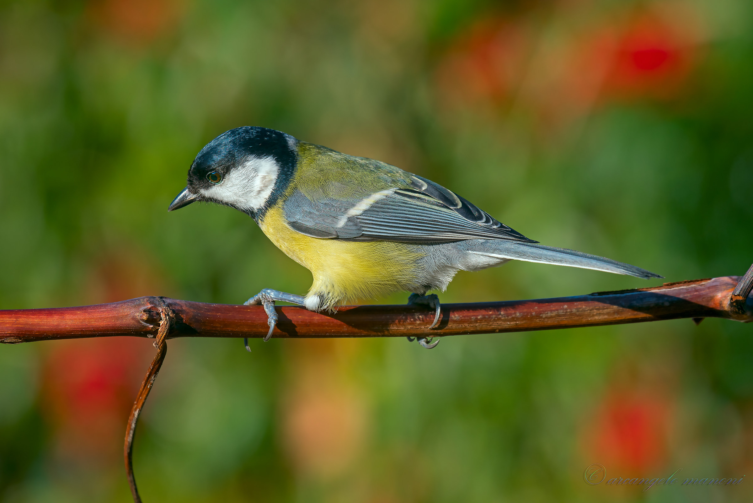 Il mondo colorato della cinciallegra