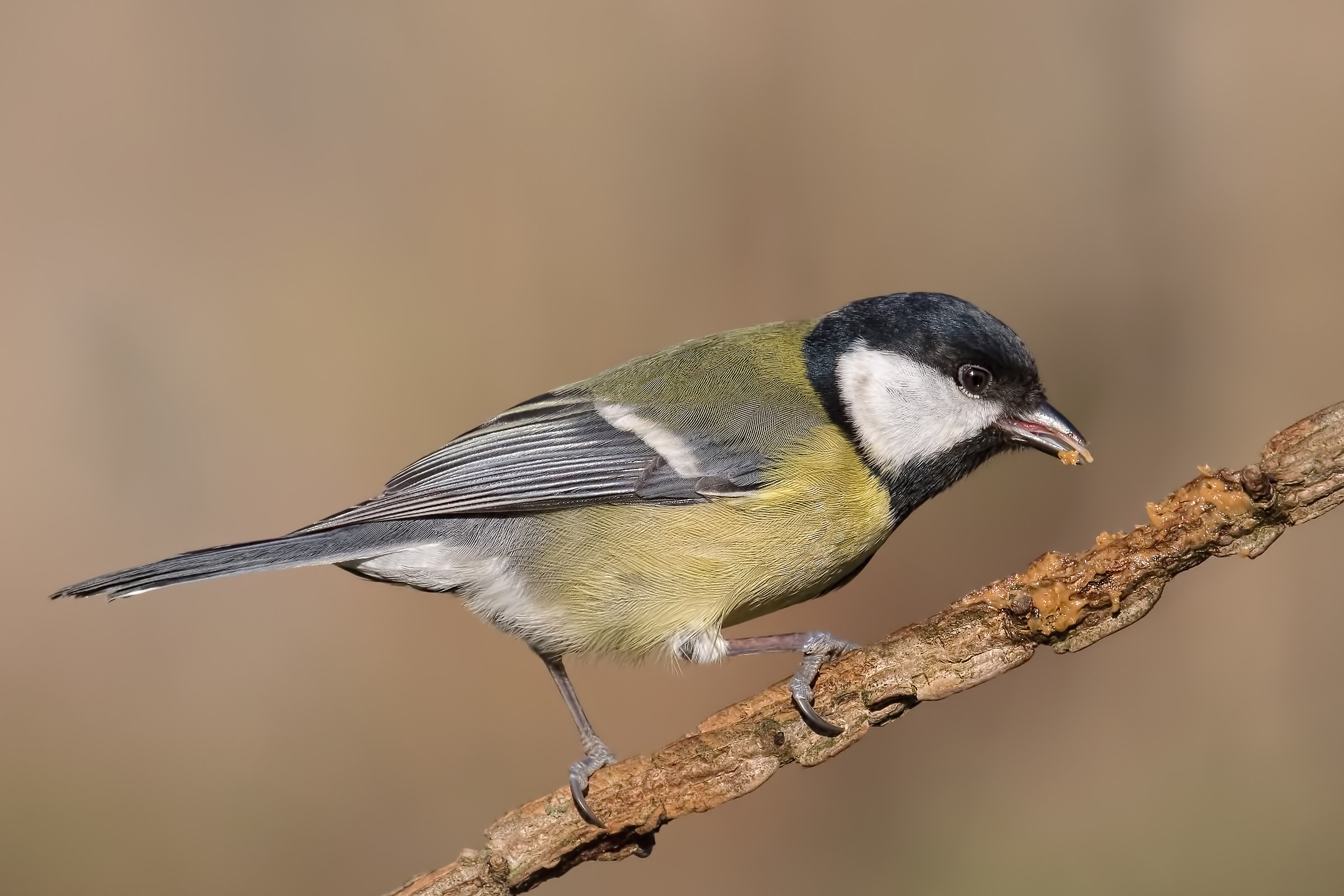 Great Tit (Parus major)