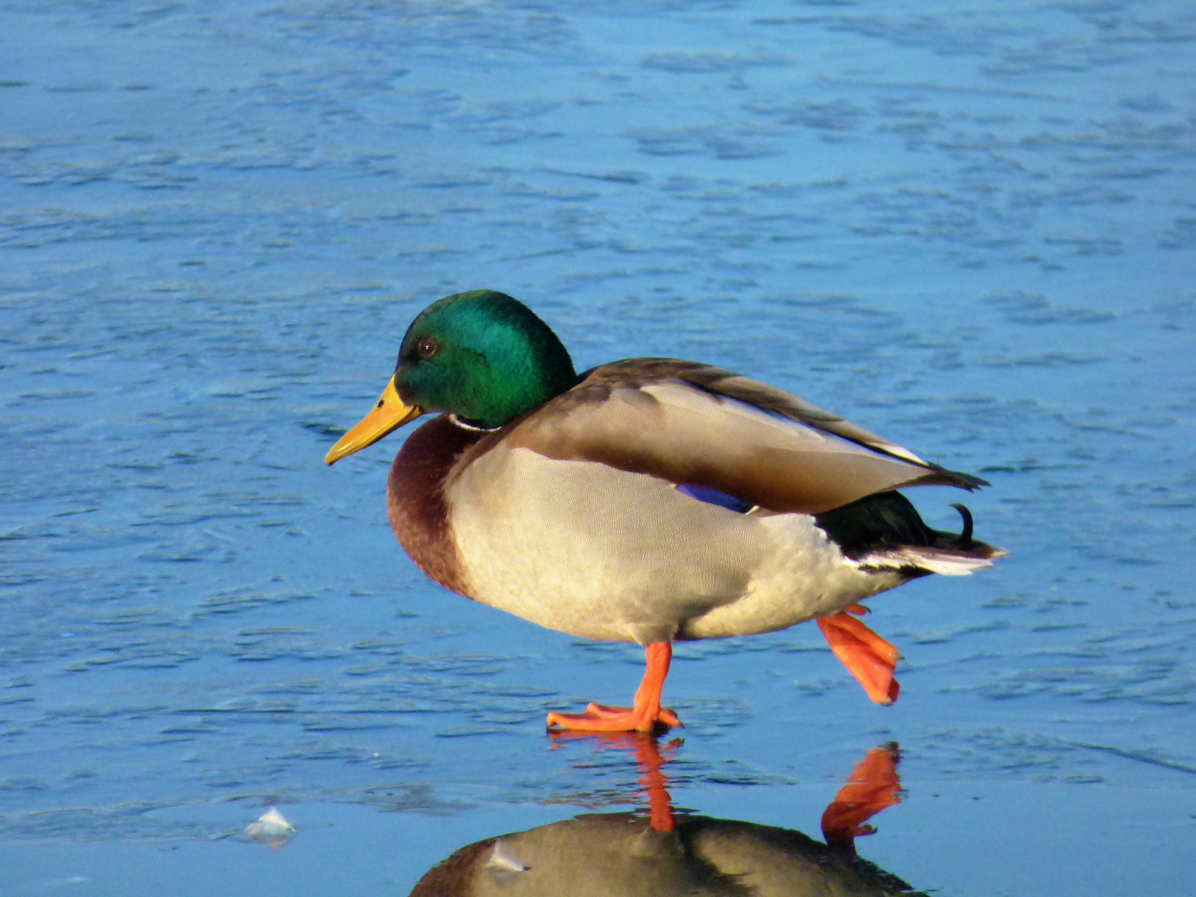 mallard on the ice