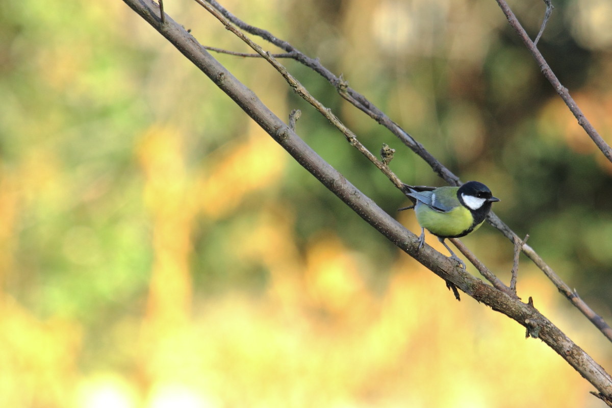 great tit Parus Major (Paridae)