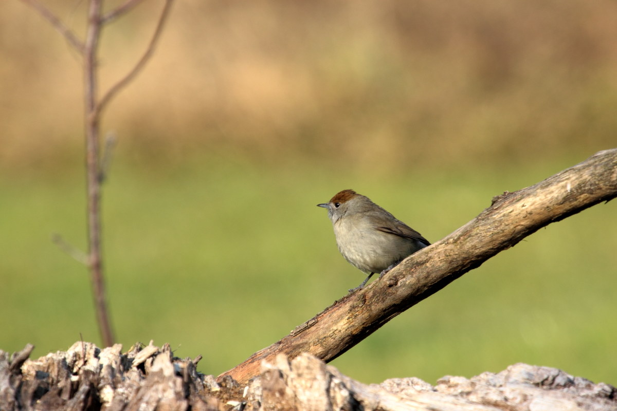 Blackcap female Sjlvia atricapilla (Sjlvilidae)