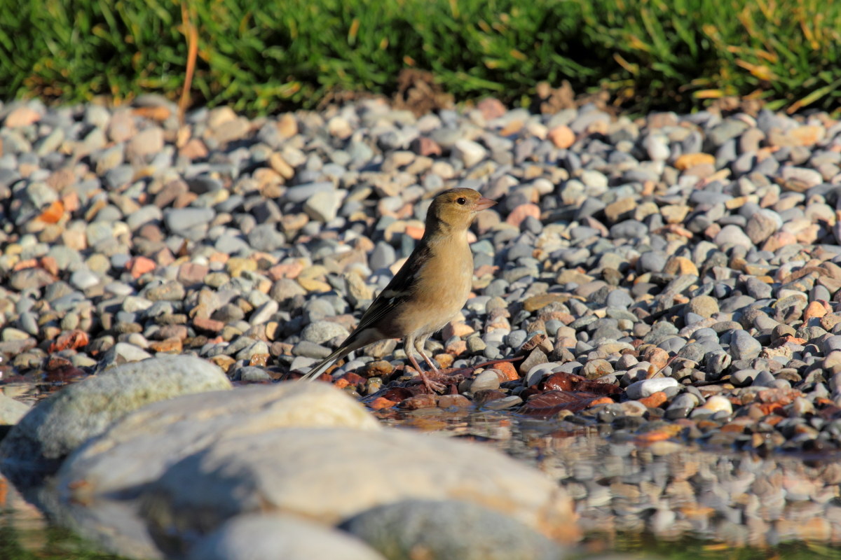 Female Chaffinch Chaffinch (Fringillidae)