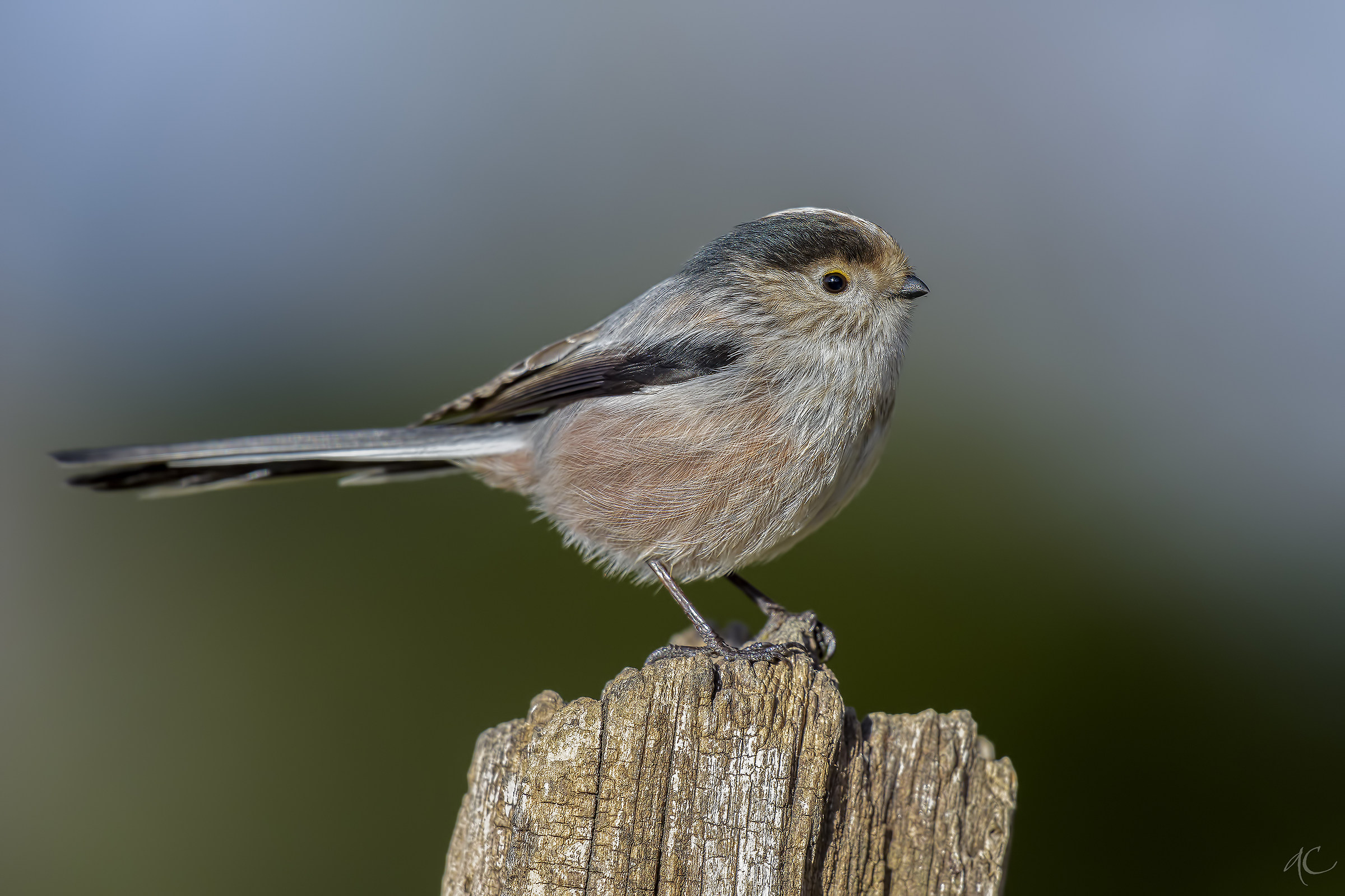 Long-tailed Tit