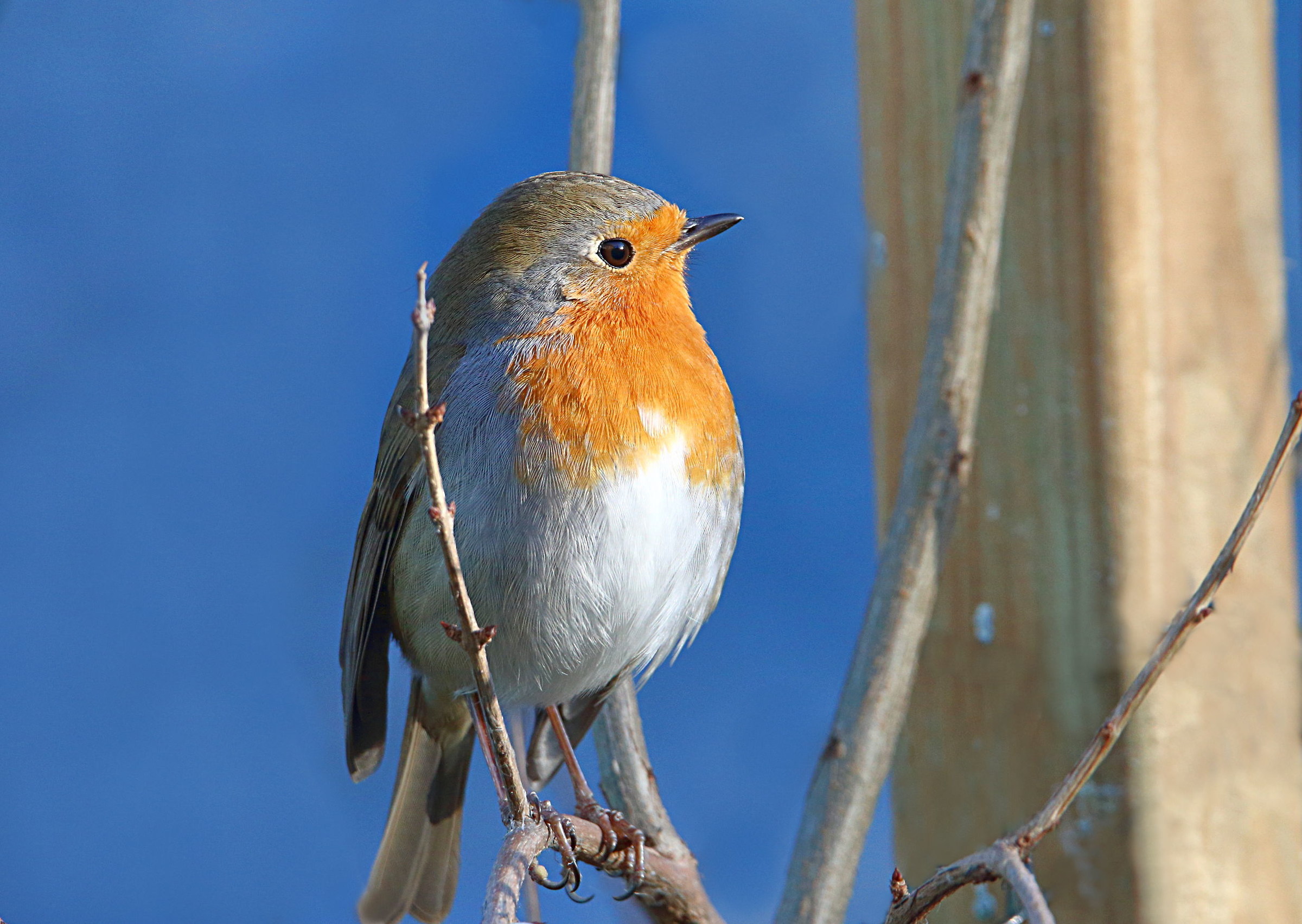 Robin
