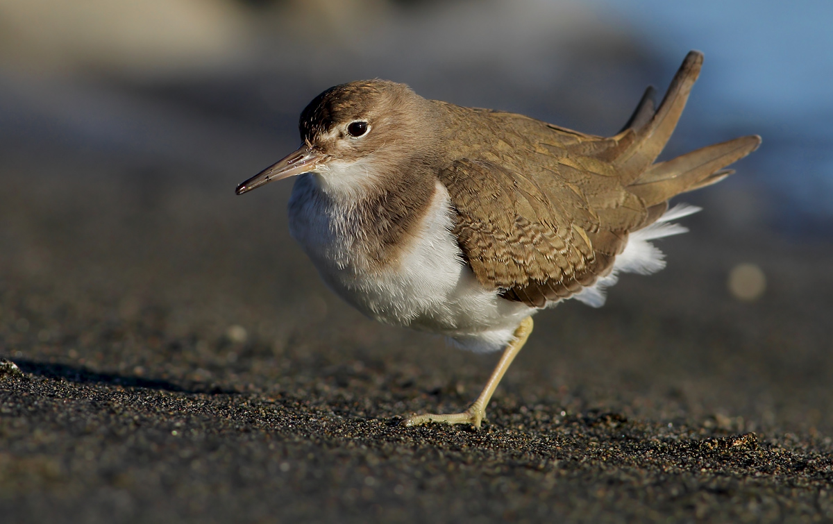 Common Sandpiper