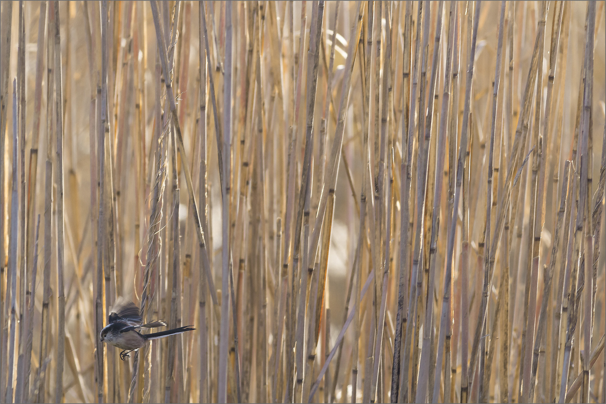 in the reeds ...
