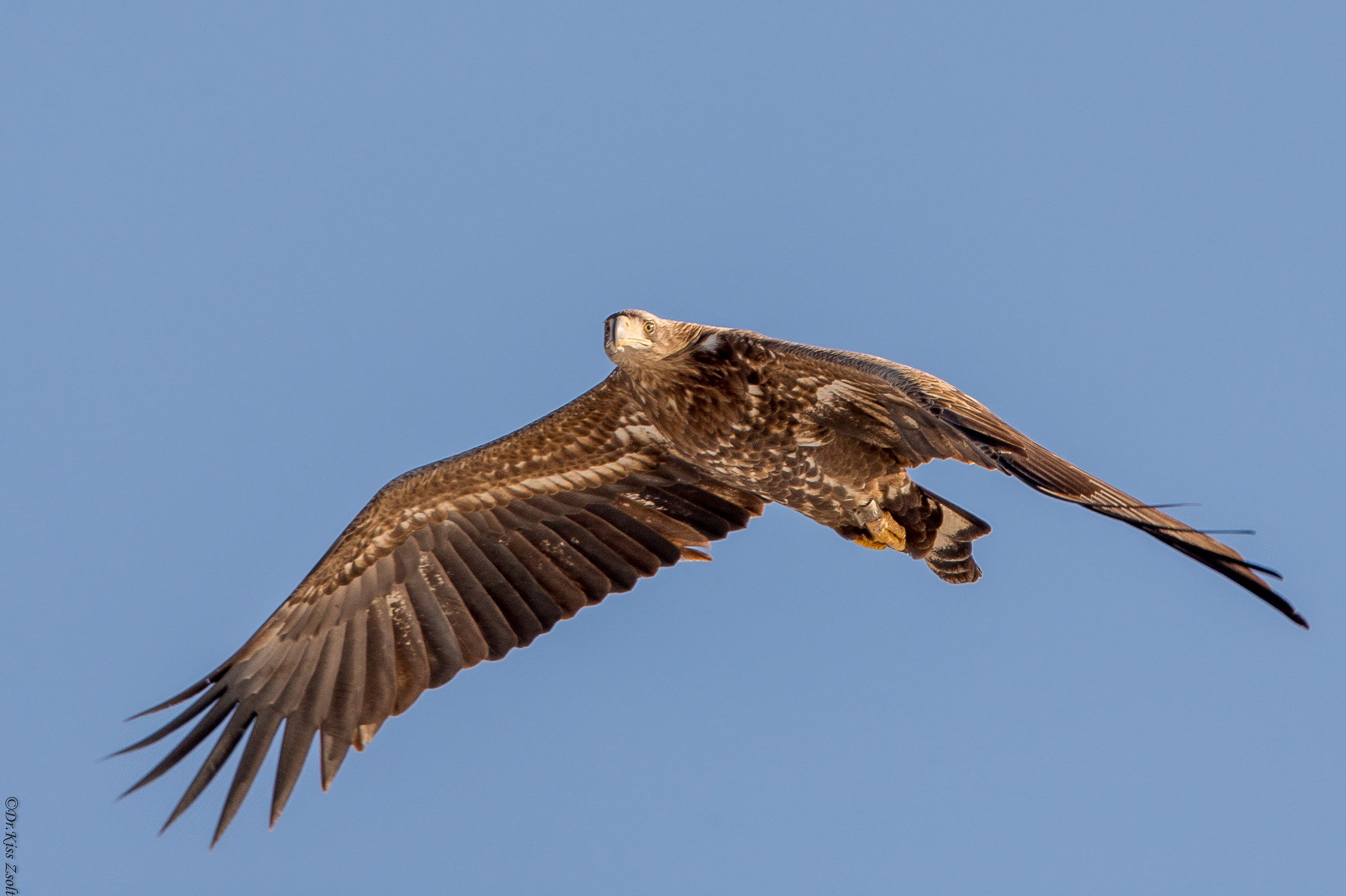 aquila dalla coda bianca