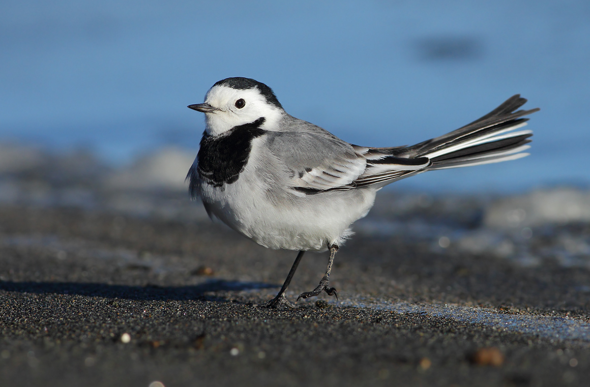 white Wagtail