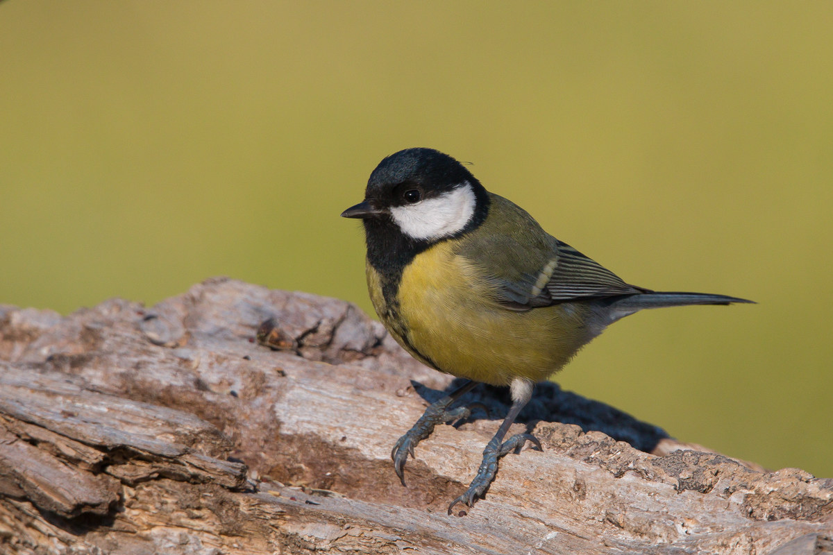 titmouse