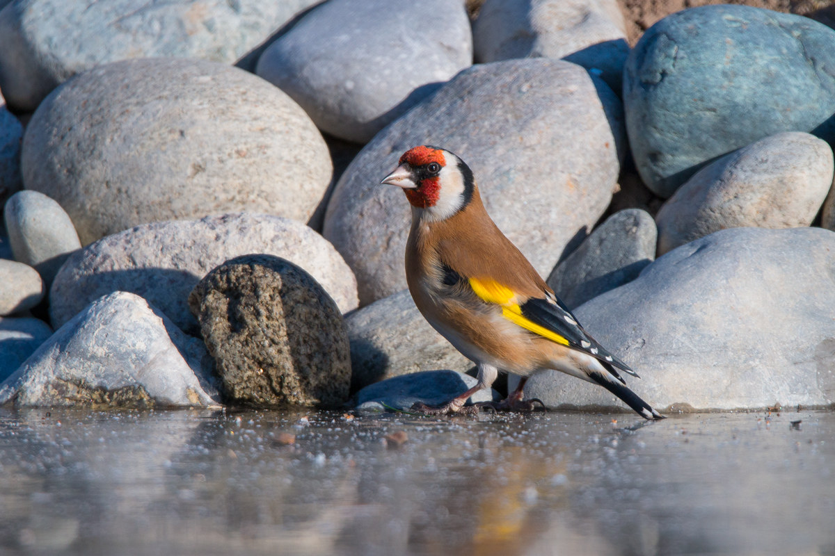 goldfinch