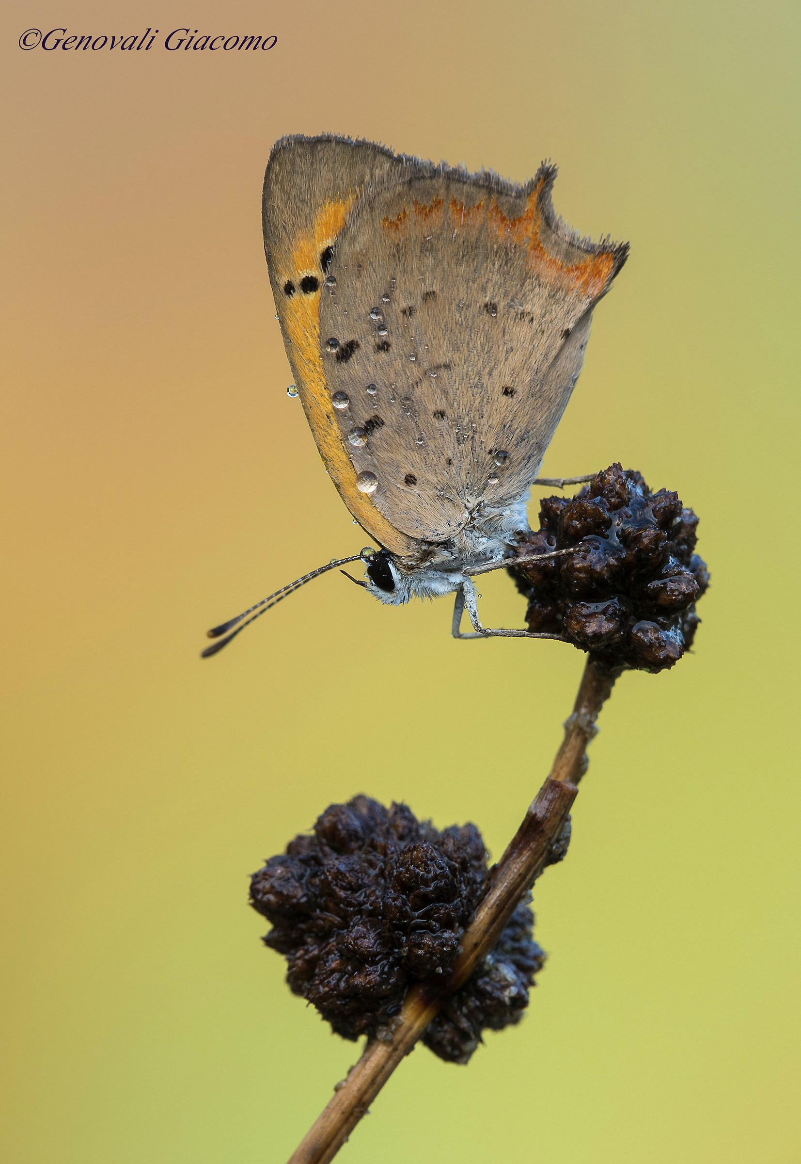 lycaena dispar