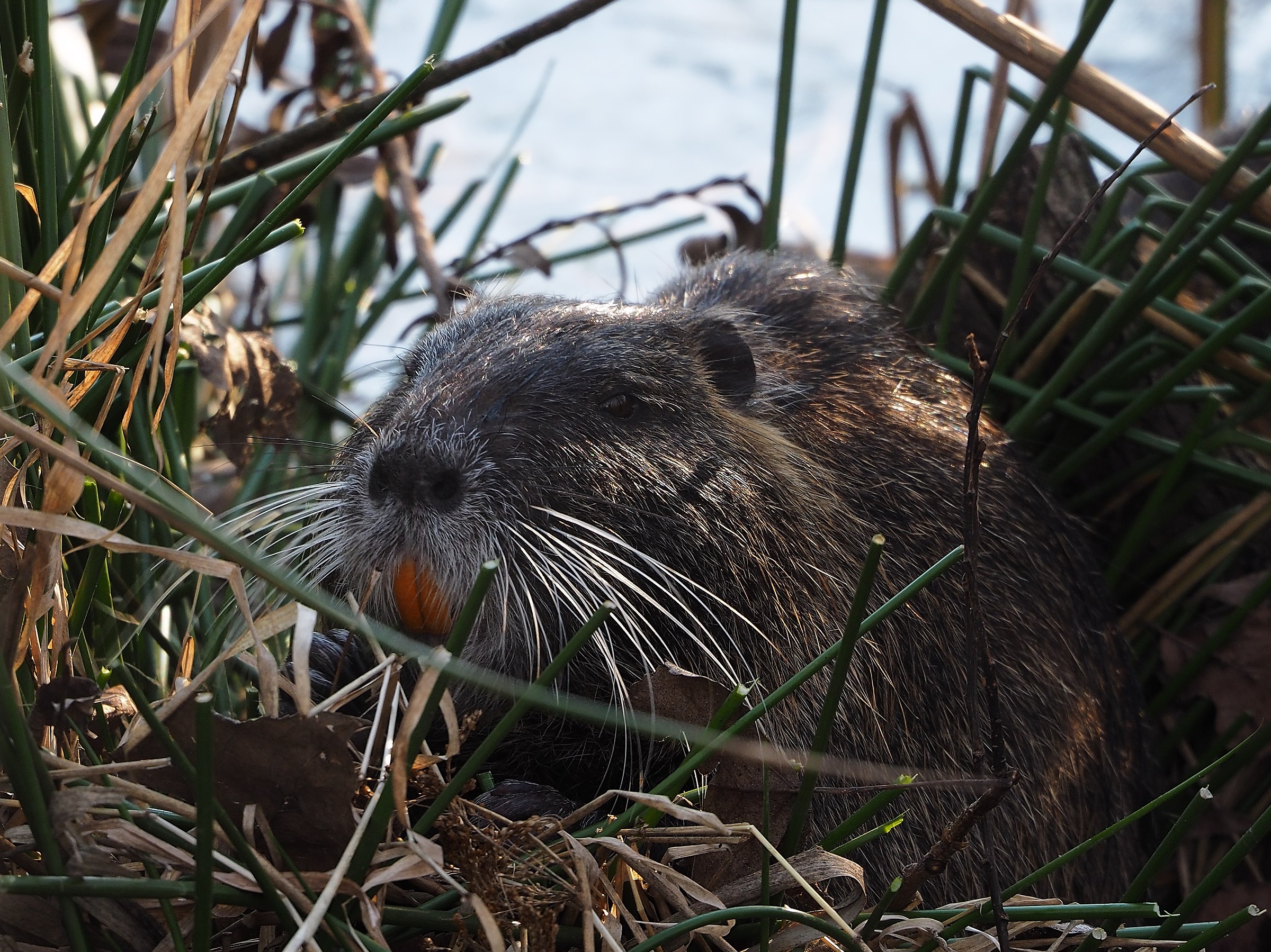 The centoni of nutria