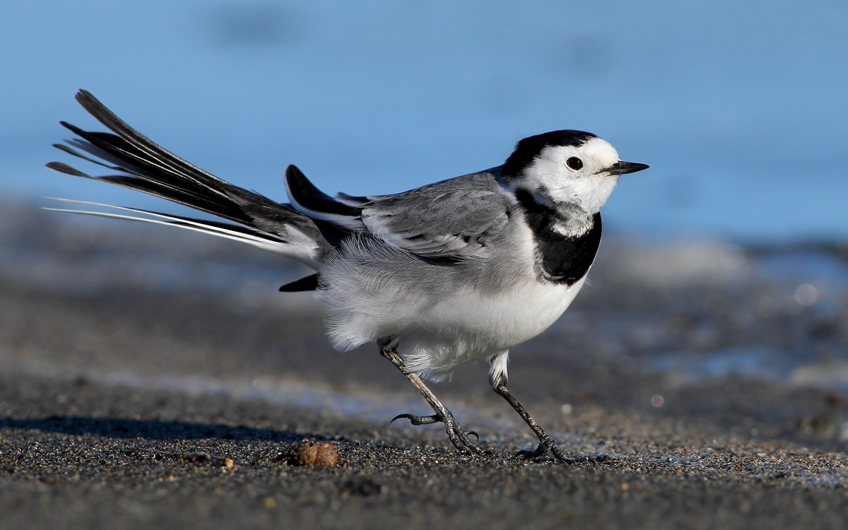 white Wagtail